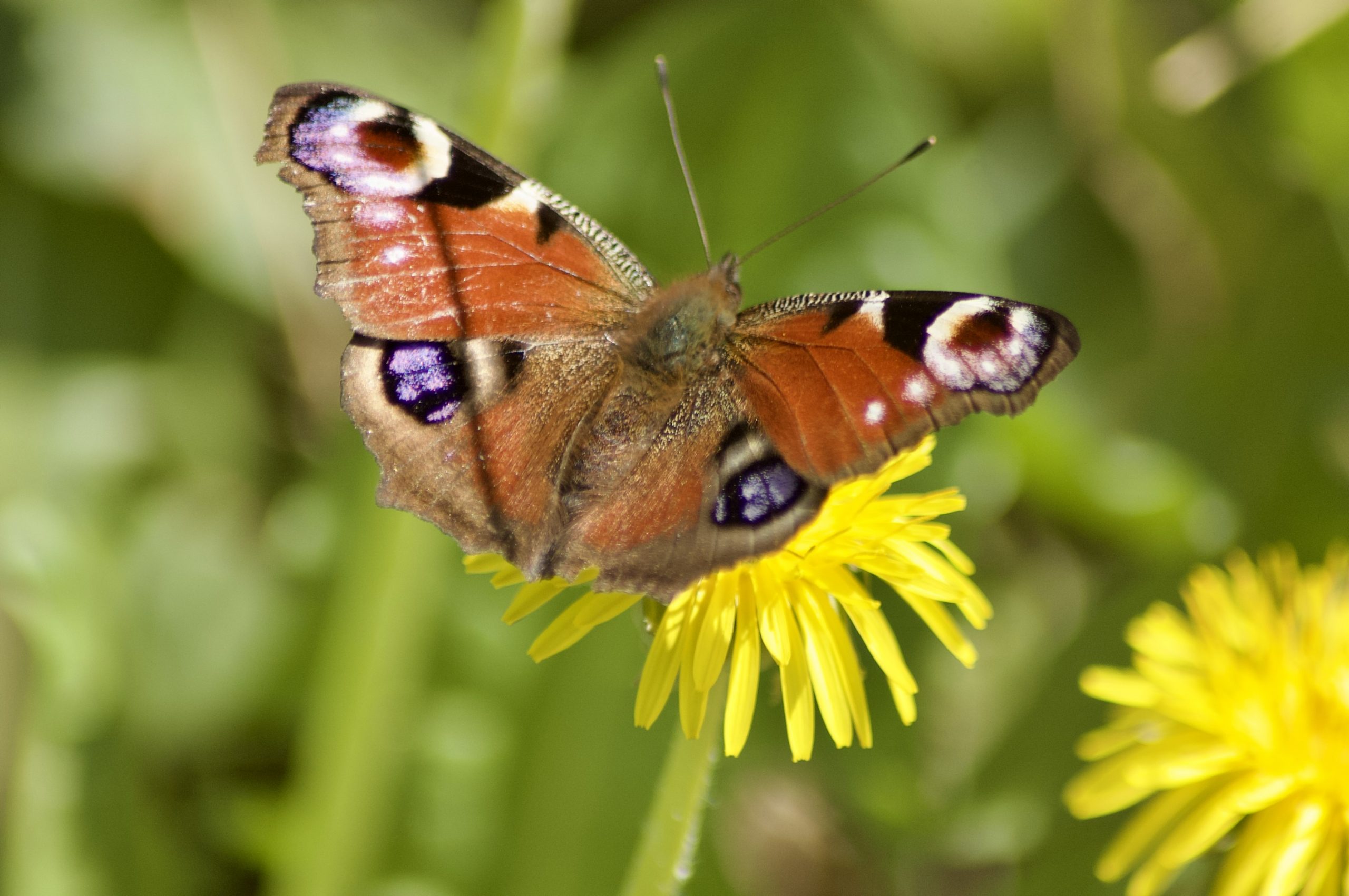 Peacock Butterfly