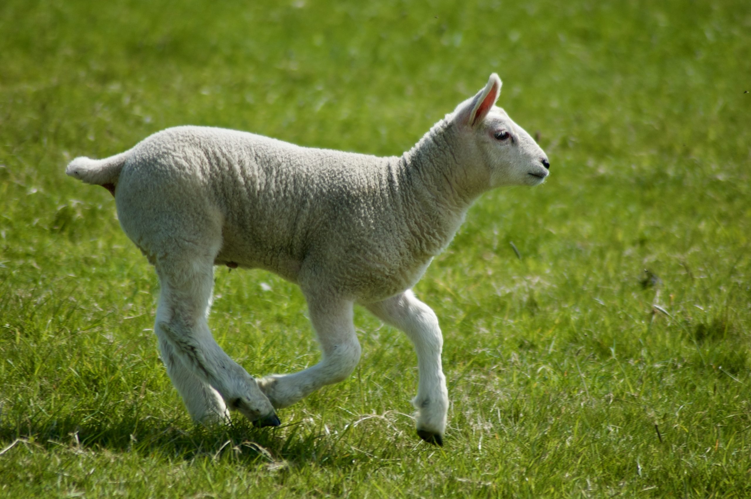 Spring Lamb