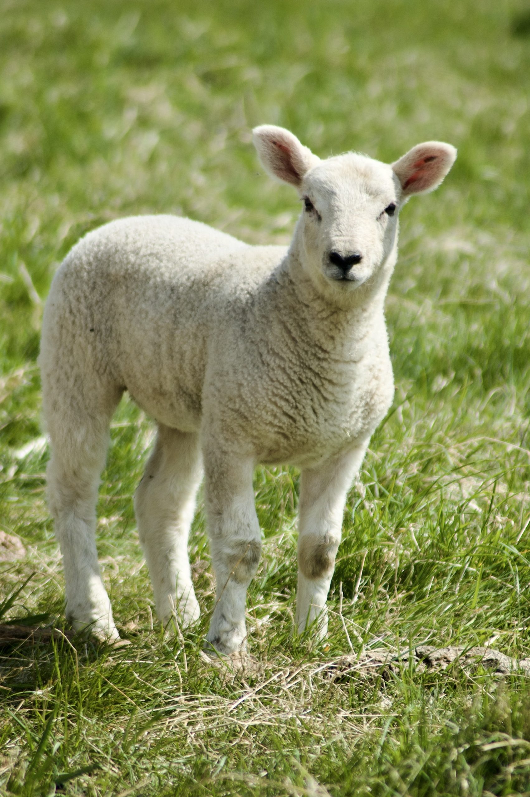Spring Lamb