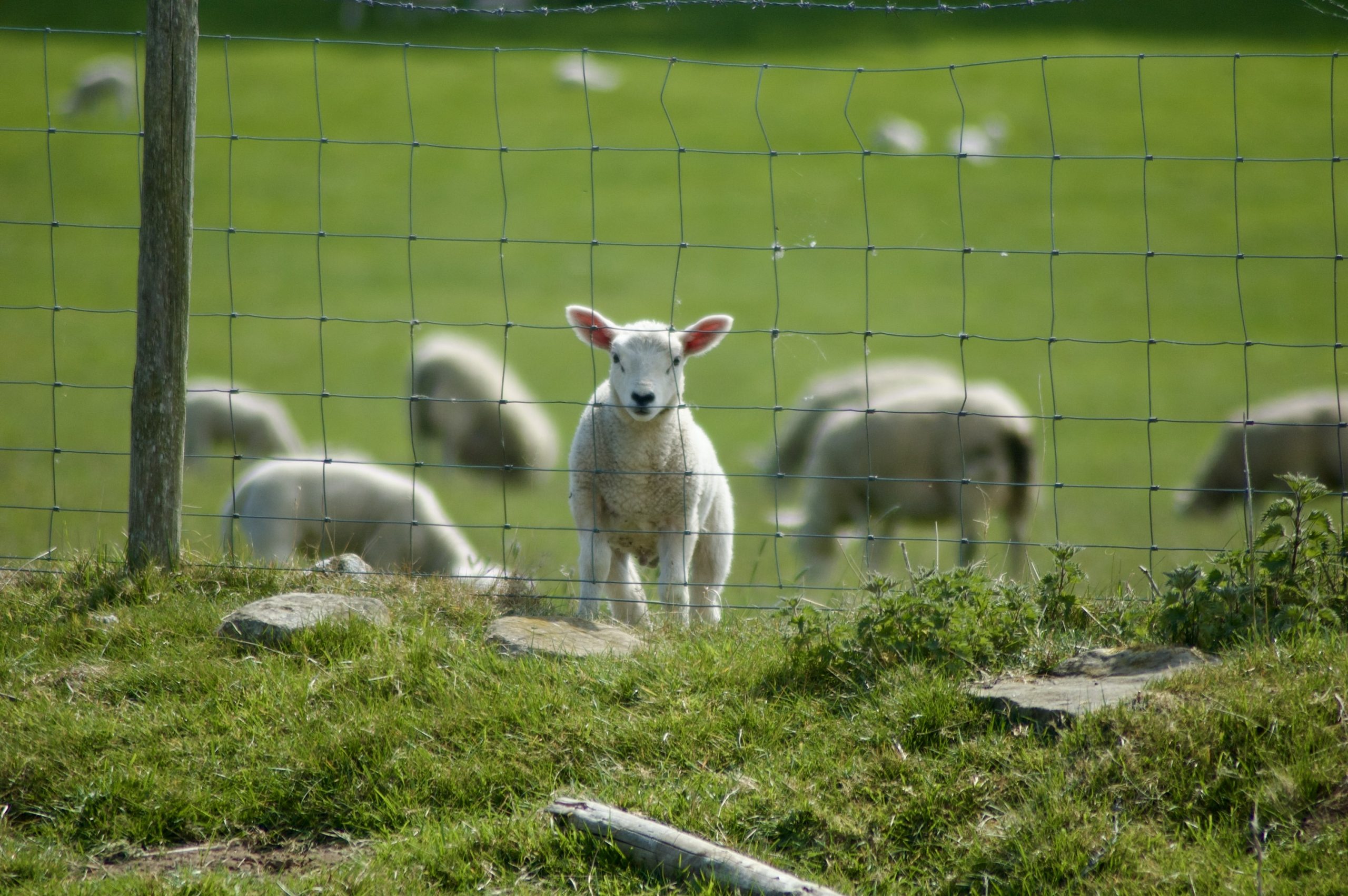Spring Lamb