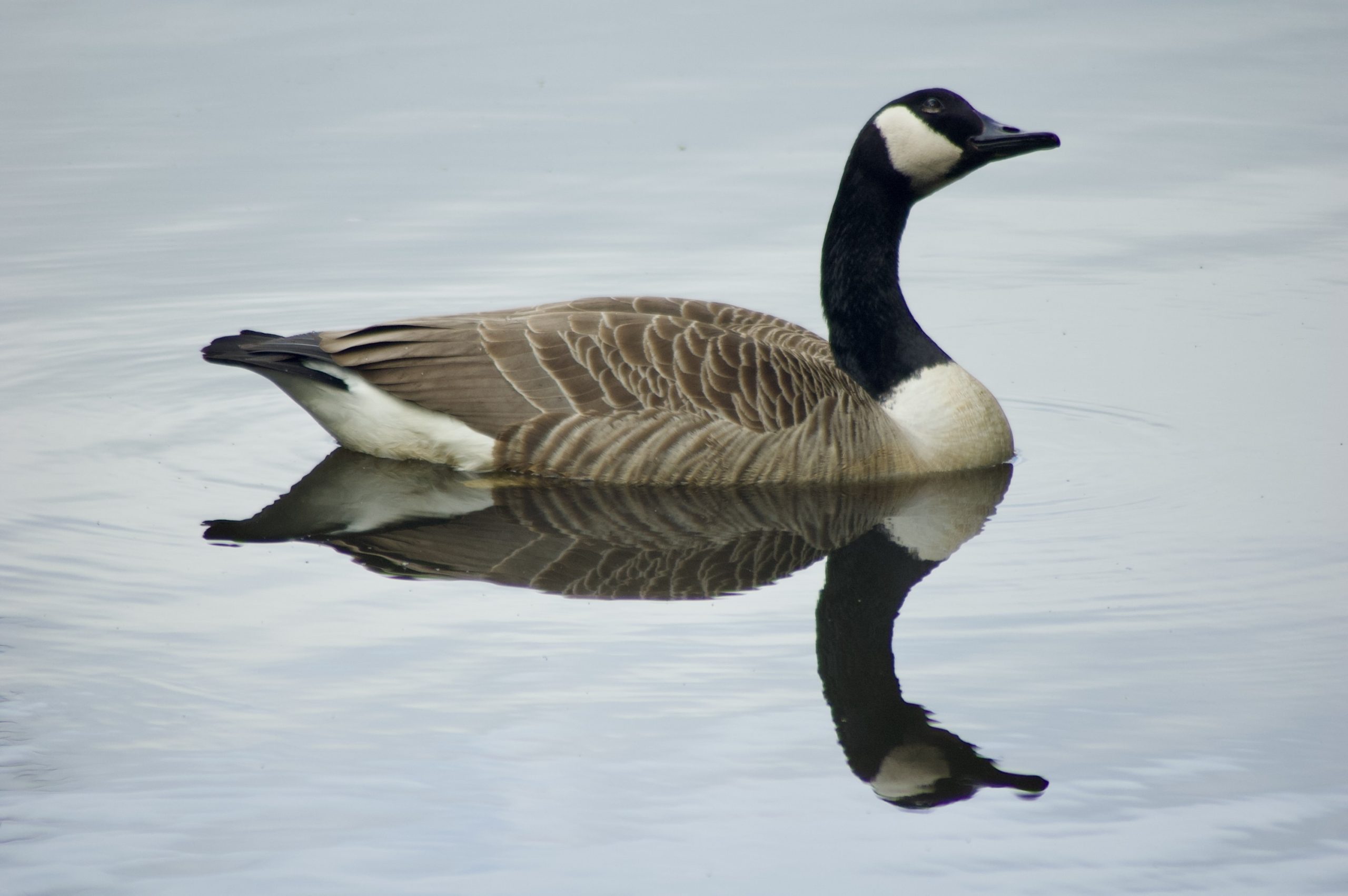 Canada Goose