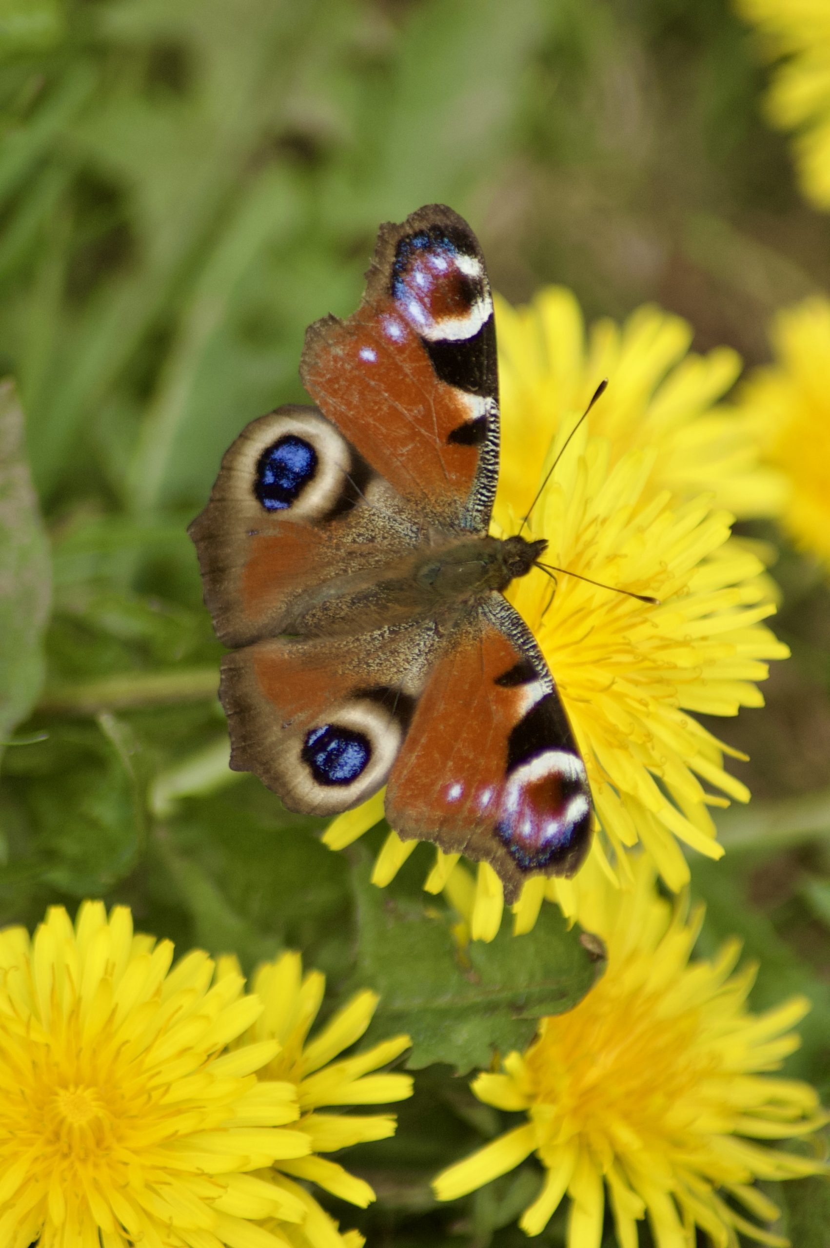 Peacock Butterfly