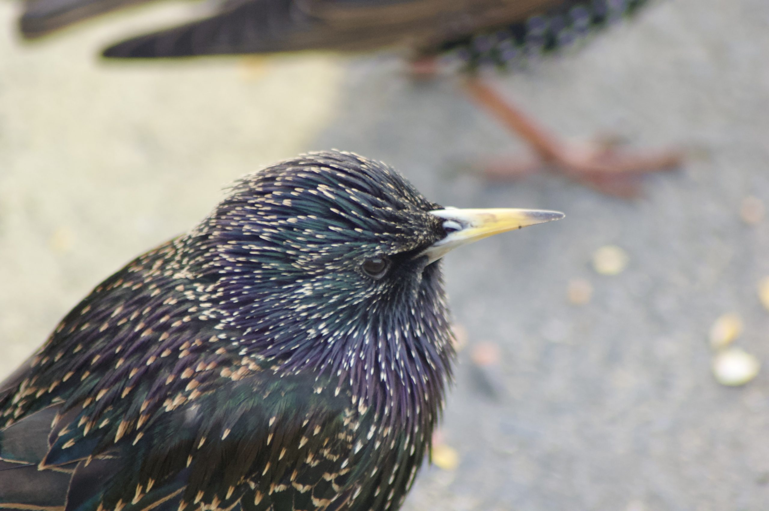 Common Starling