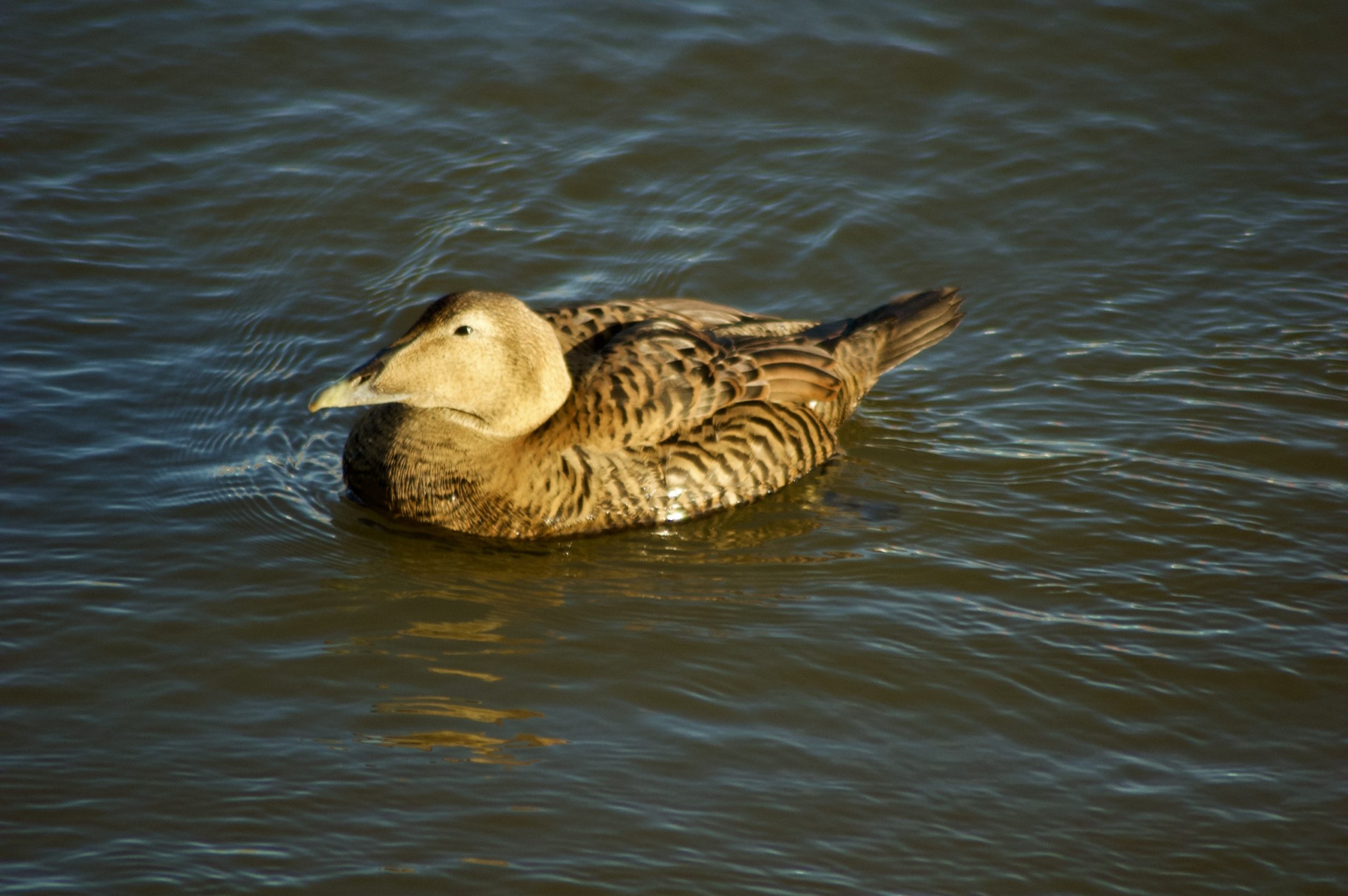 Common Eider