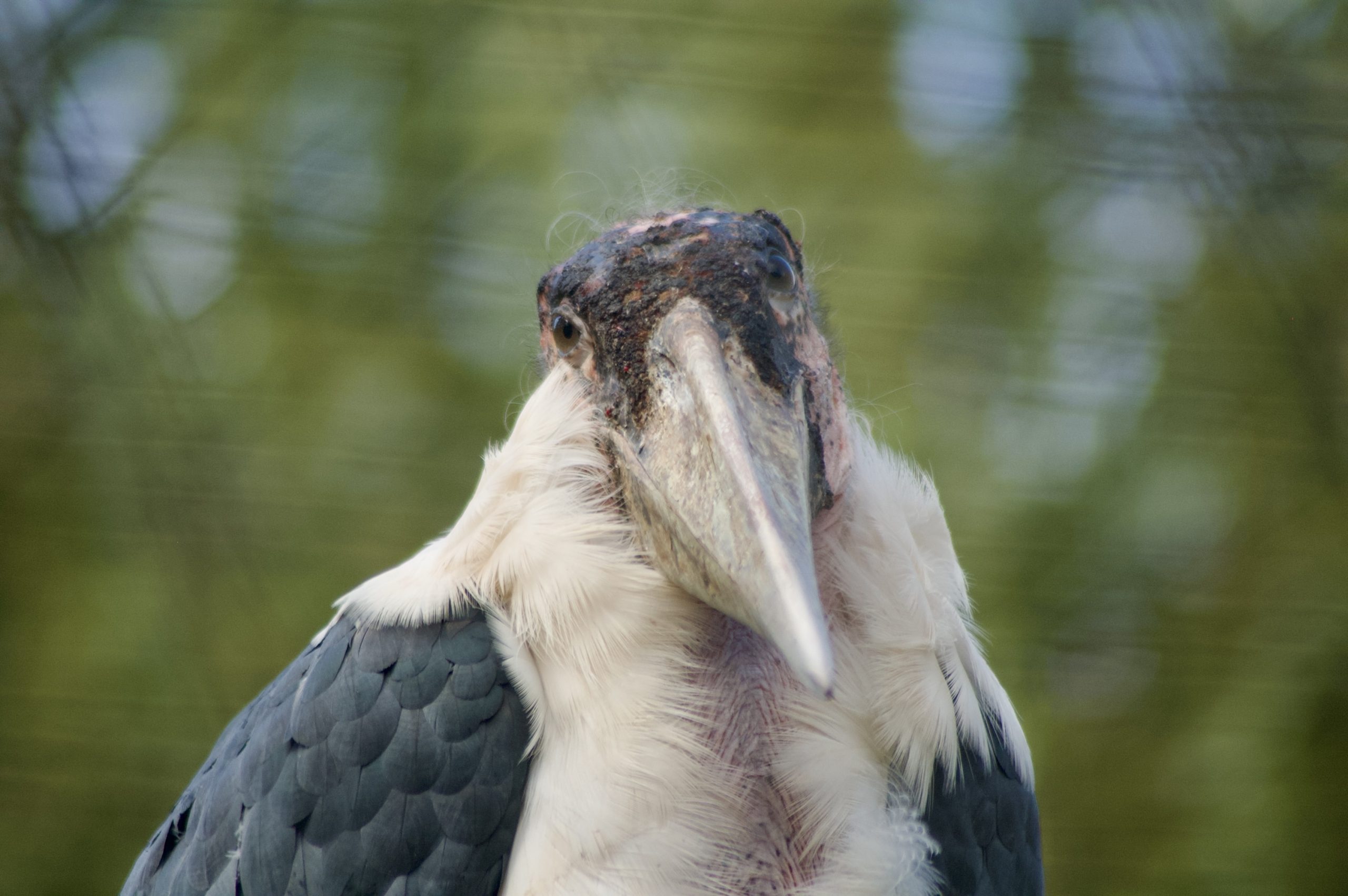 Marabou Stork
