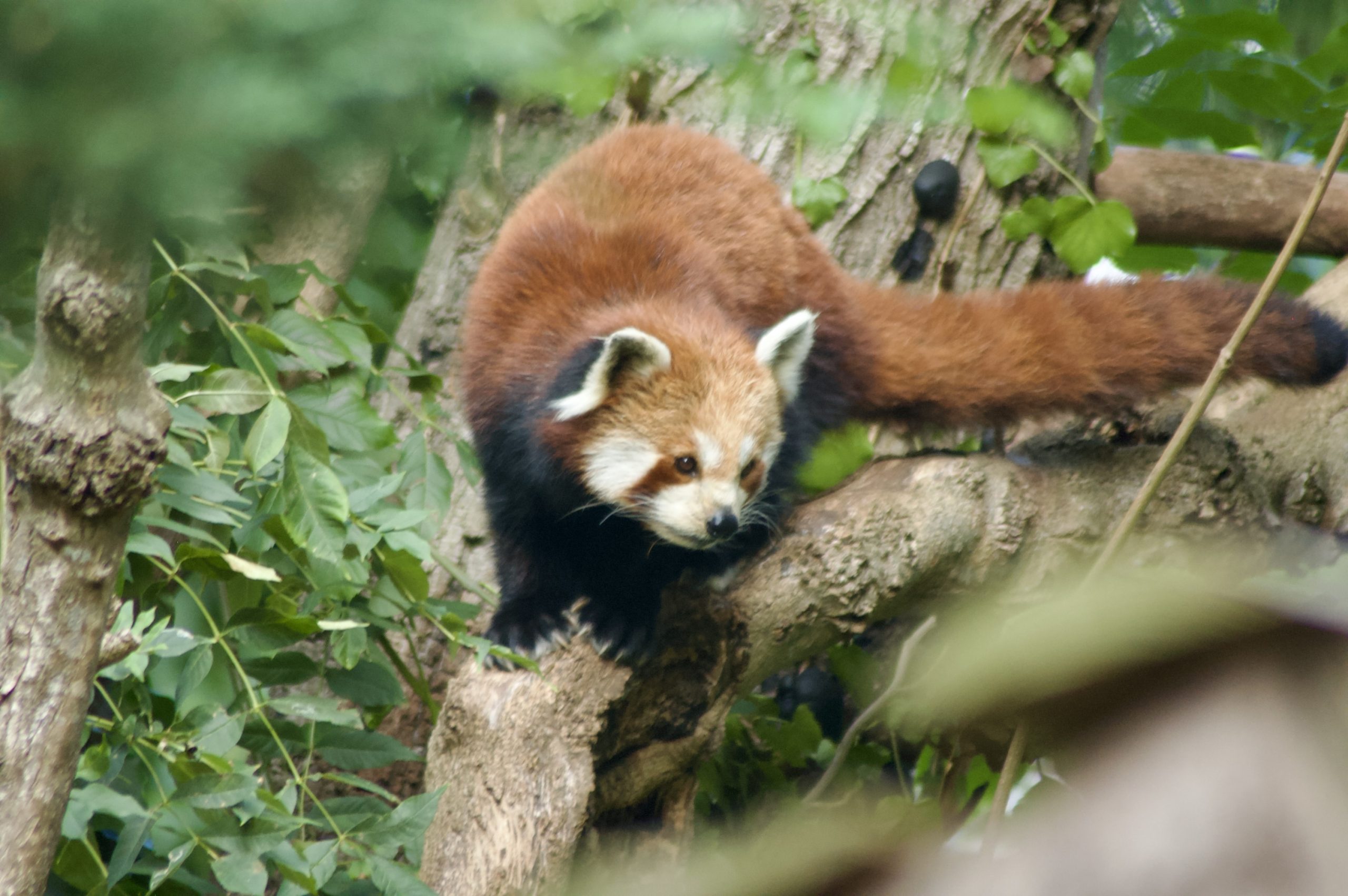 Red Panda