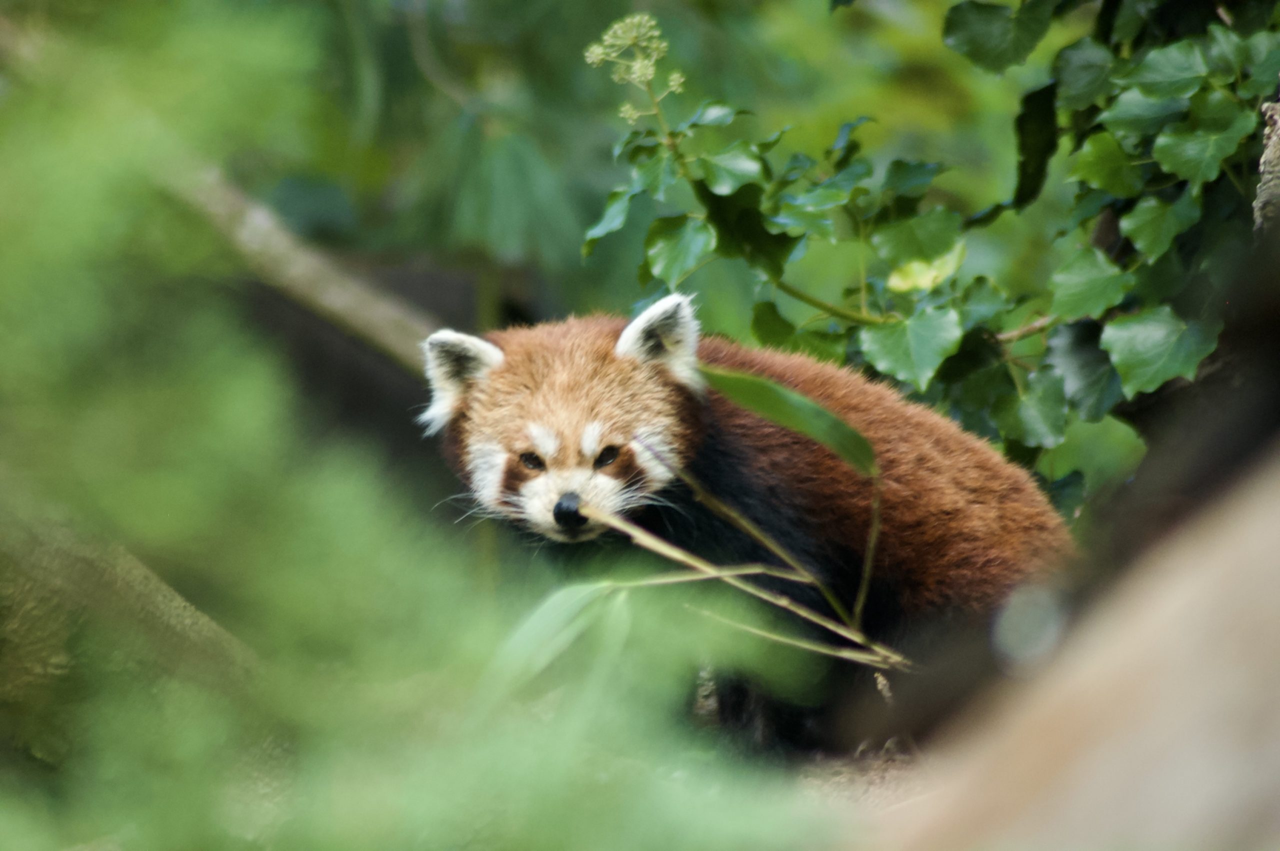 Red Panda