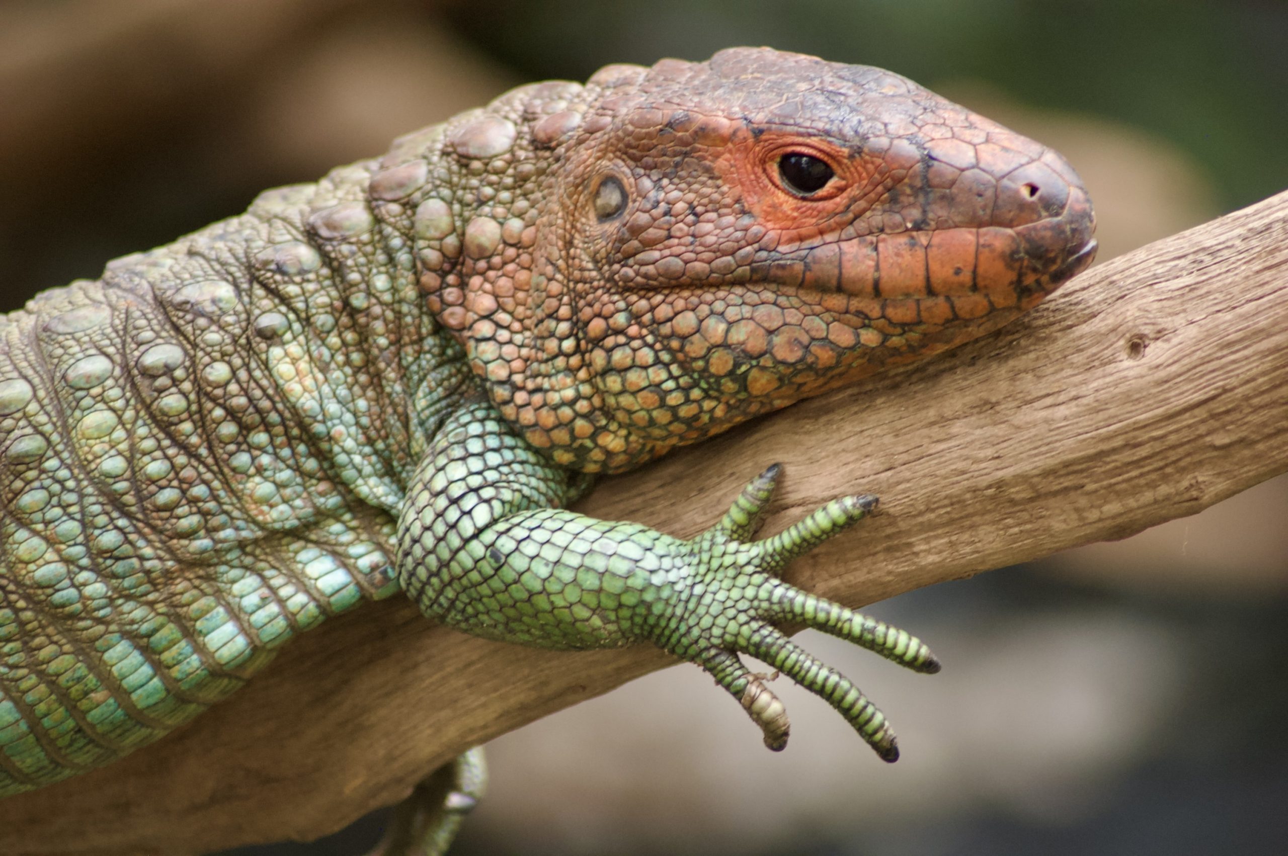Northern Caiman Lizard