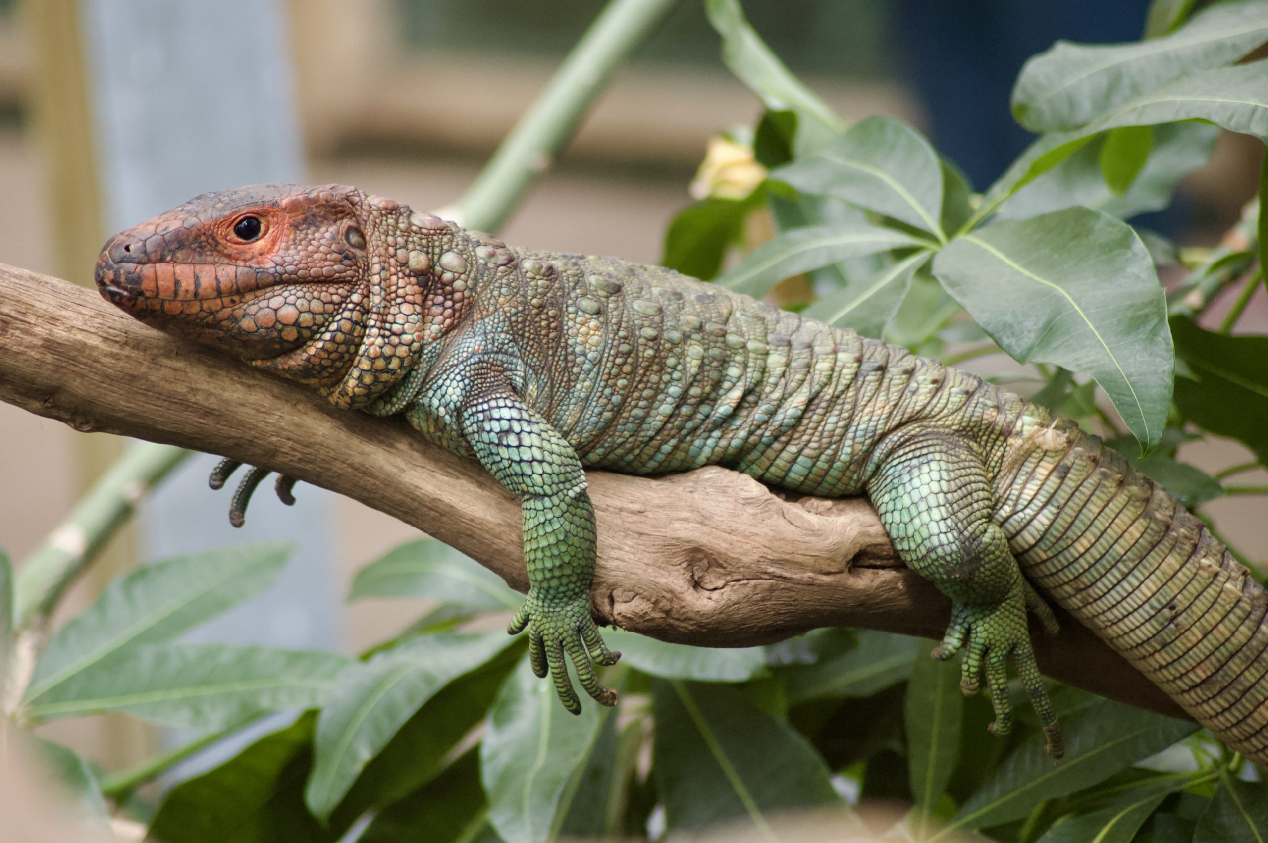 Northern Caiman Lizard