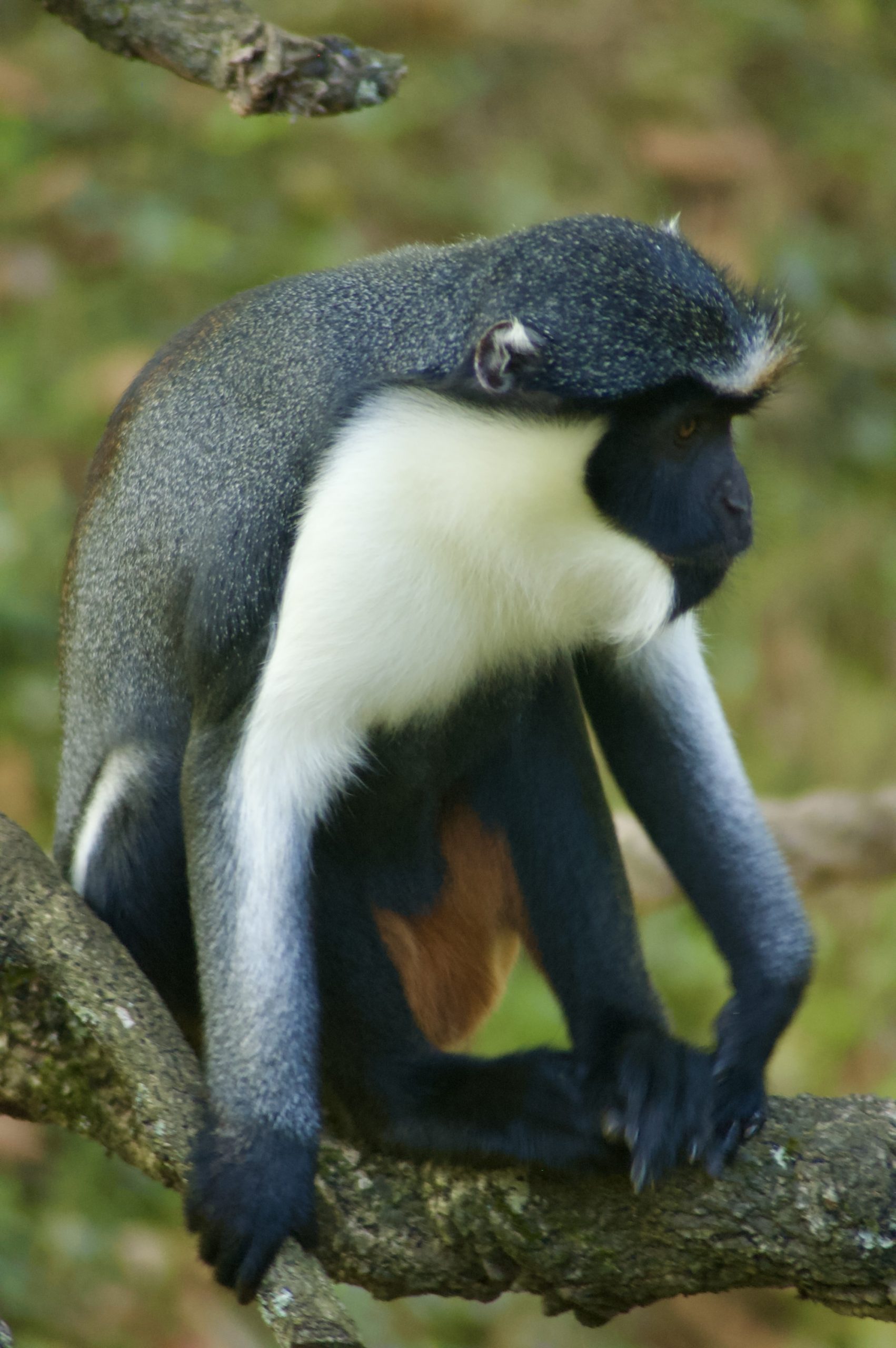 Diana Monkey