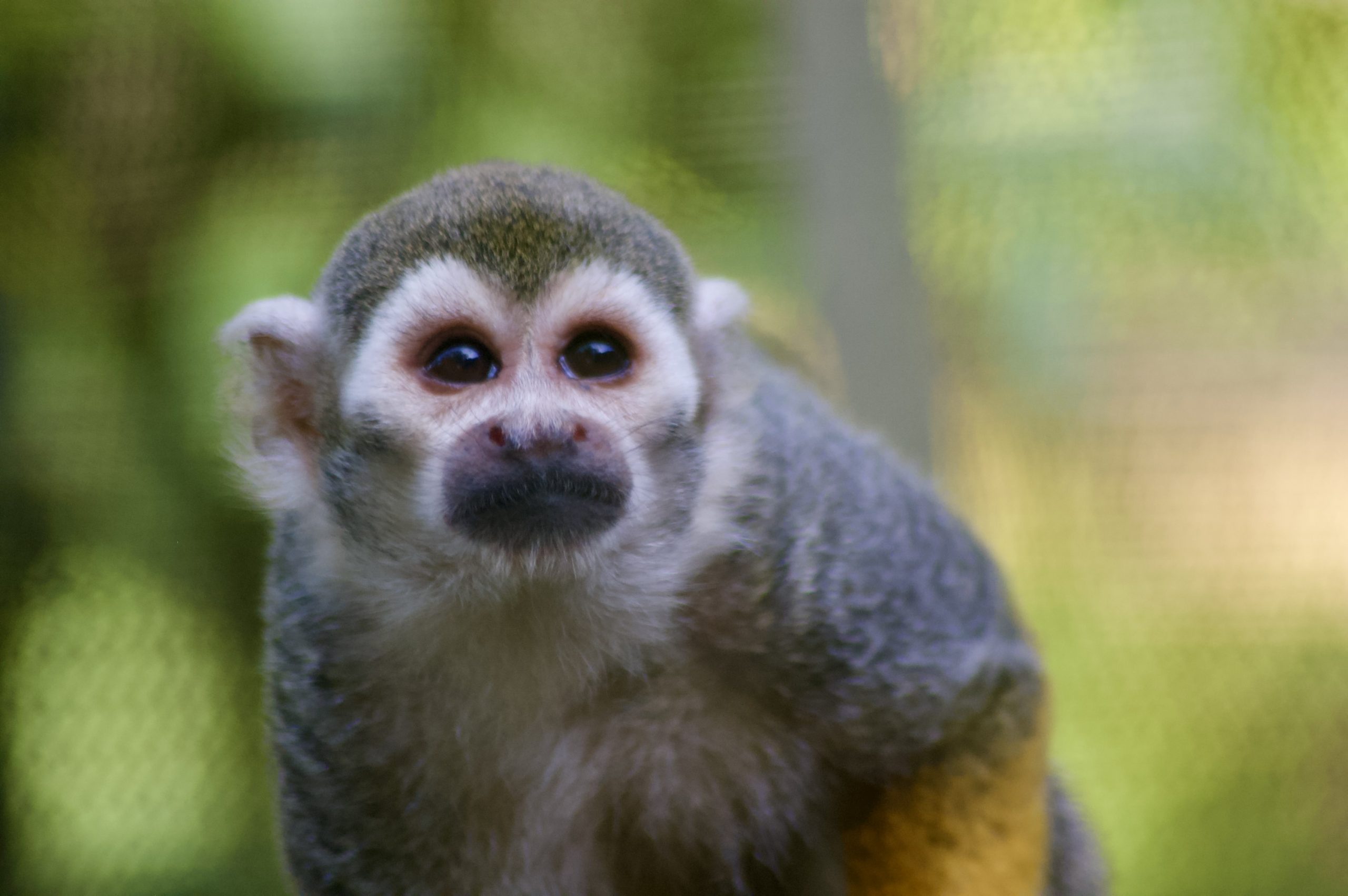Squirrel Monkey