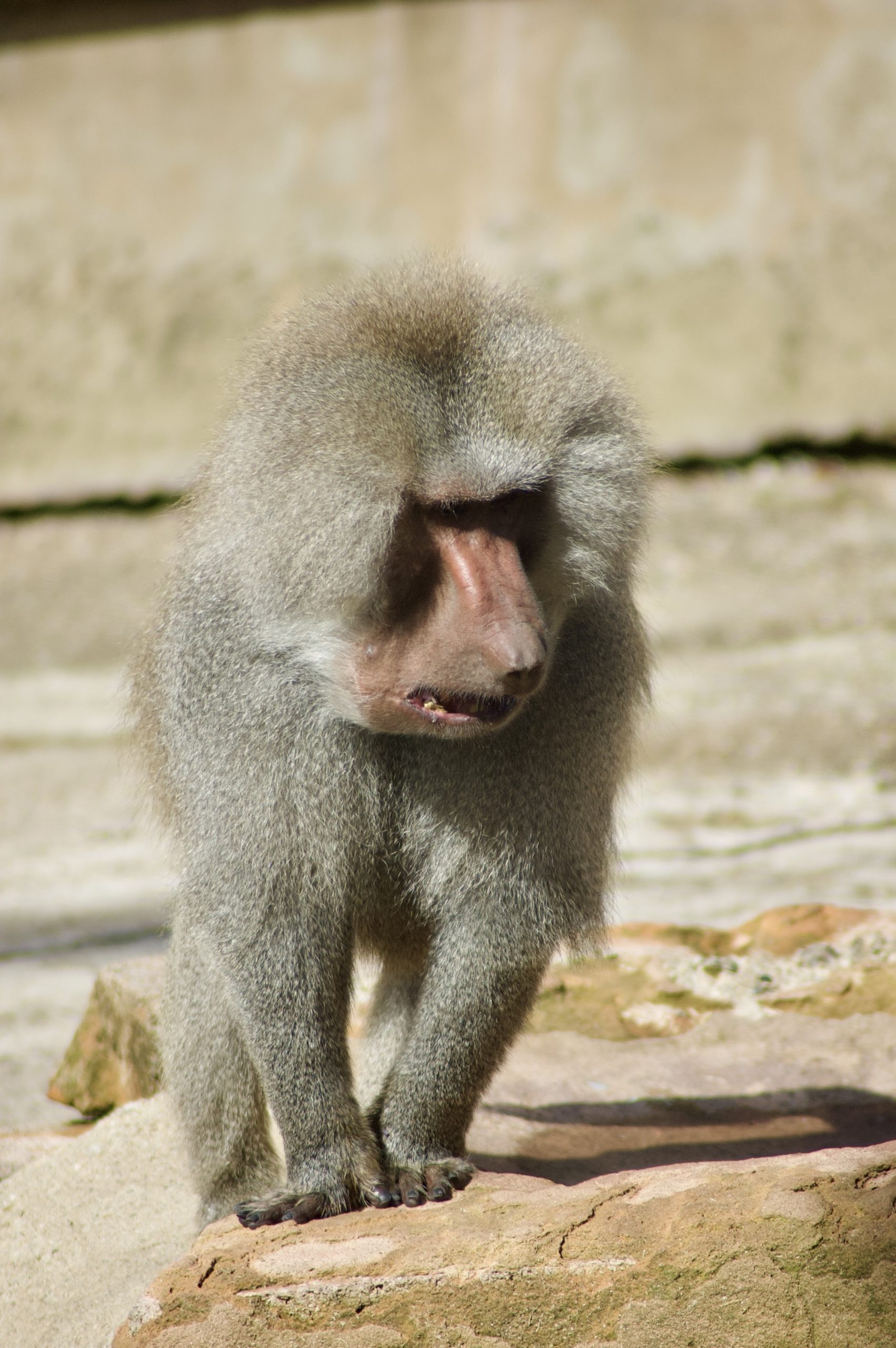 Hamadryas Baboon