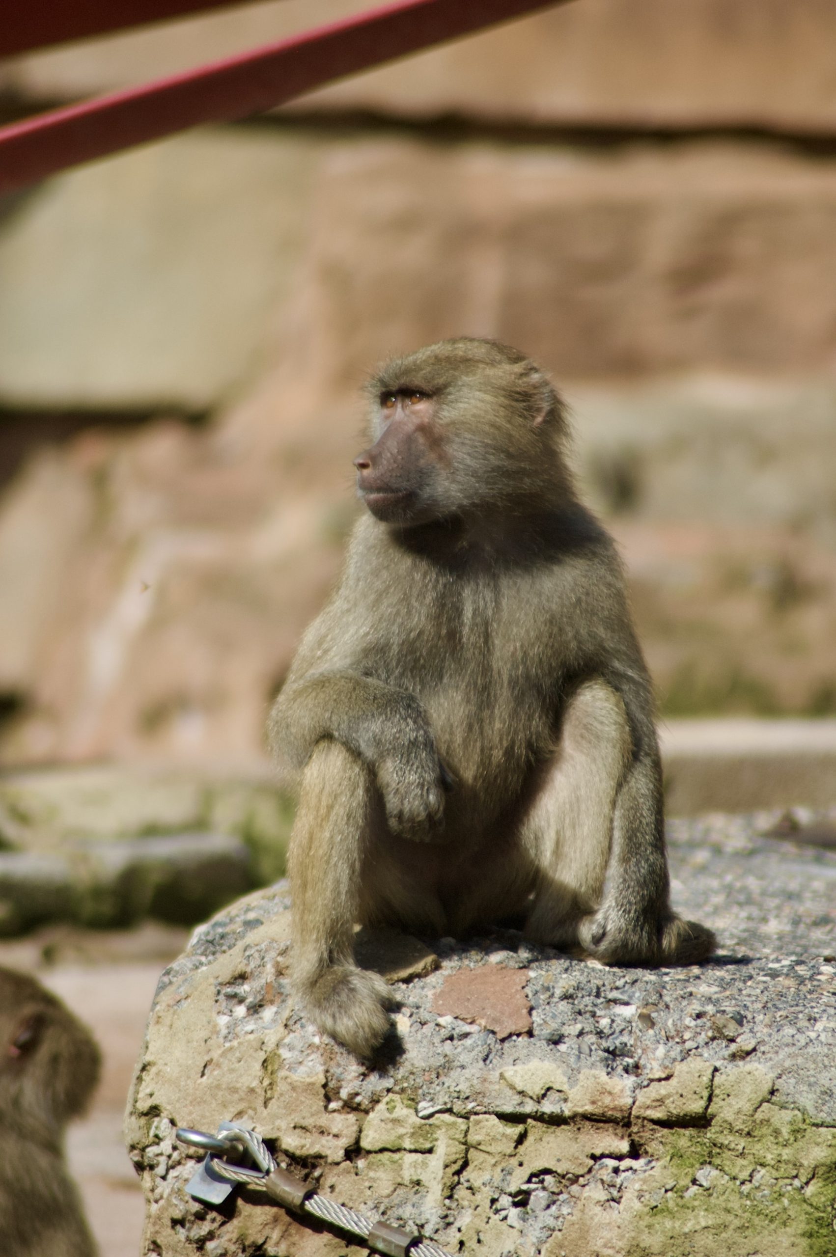 Hamadryas Baboon