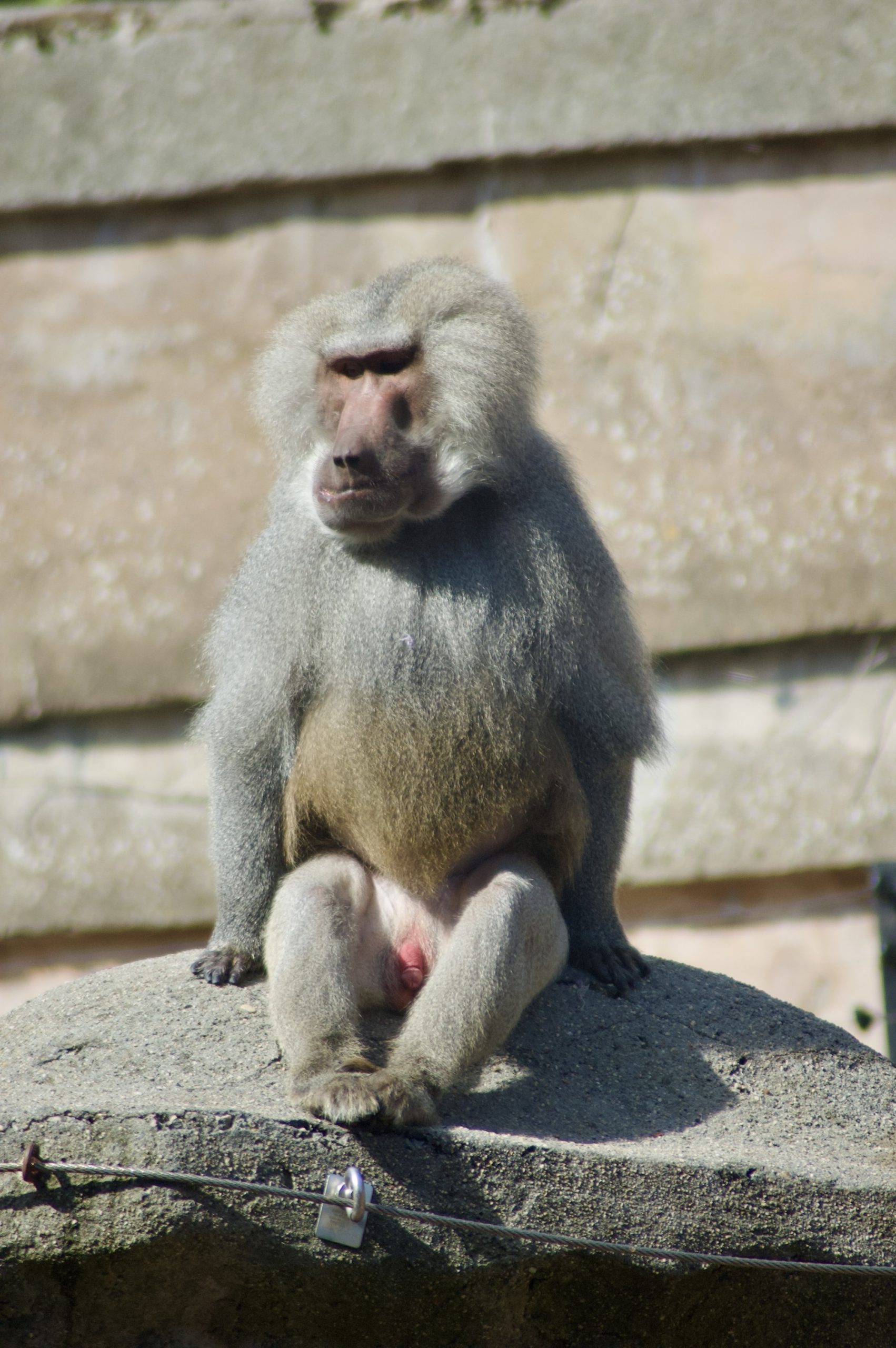 Hamadryas Baboon