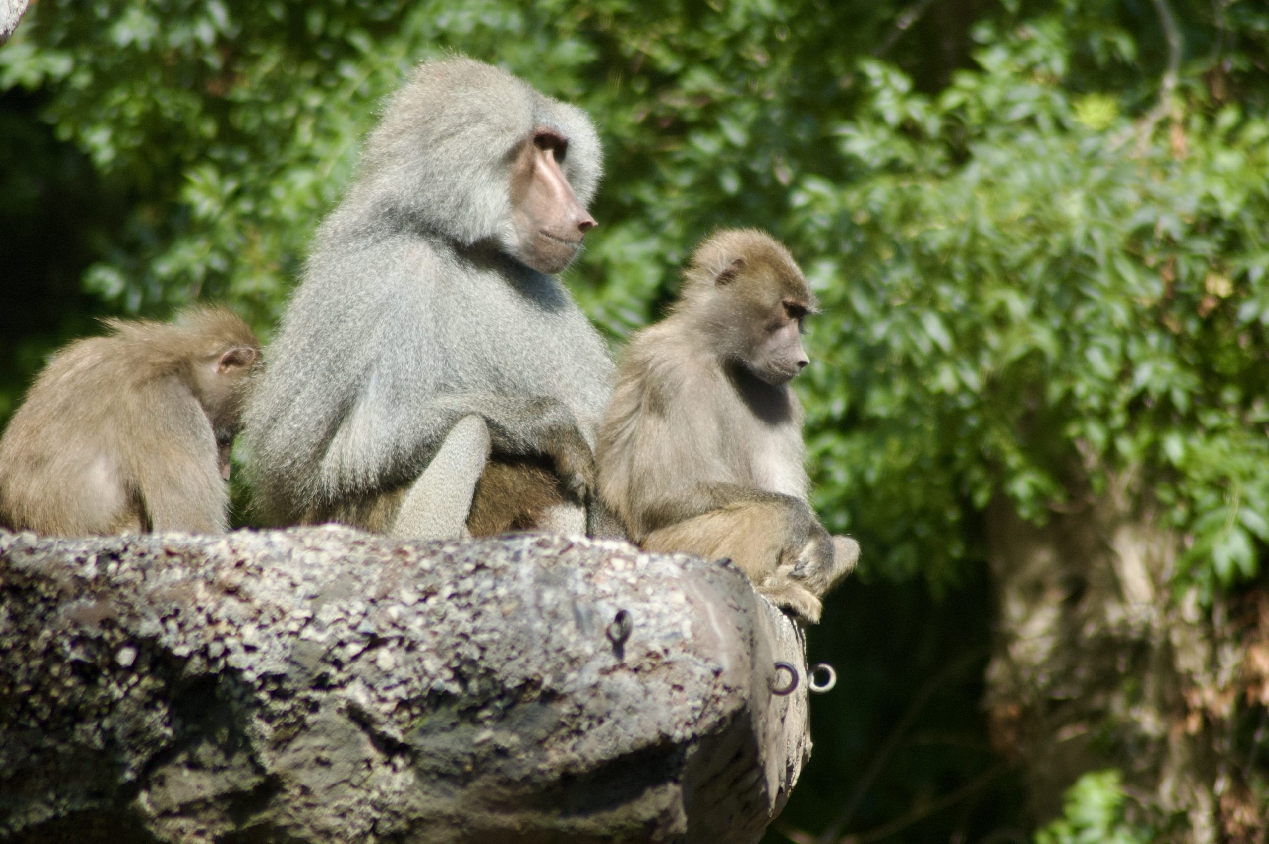 Hamadryas Baboon