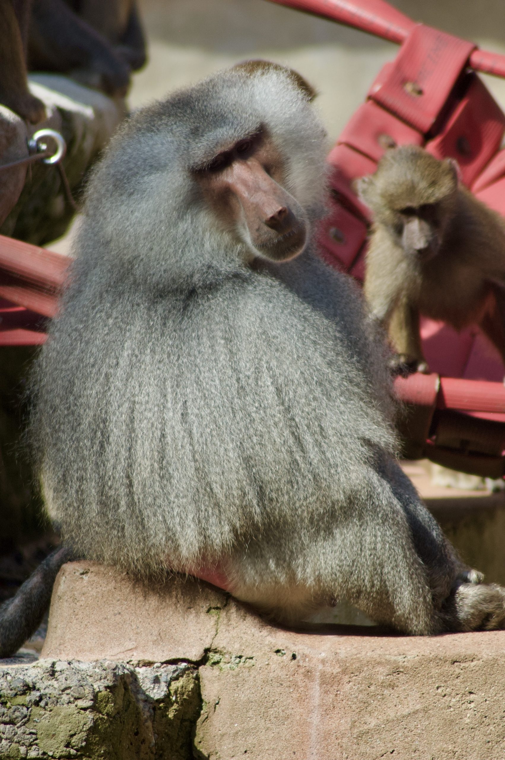 Hamadryas Baboon