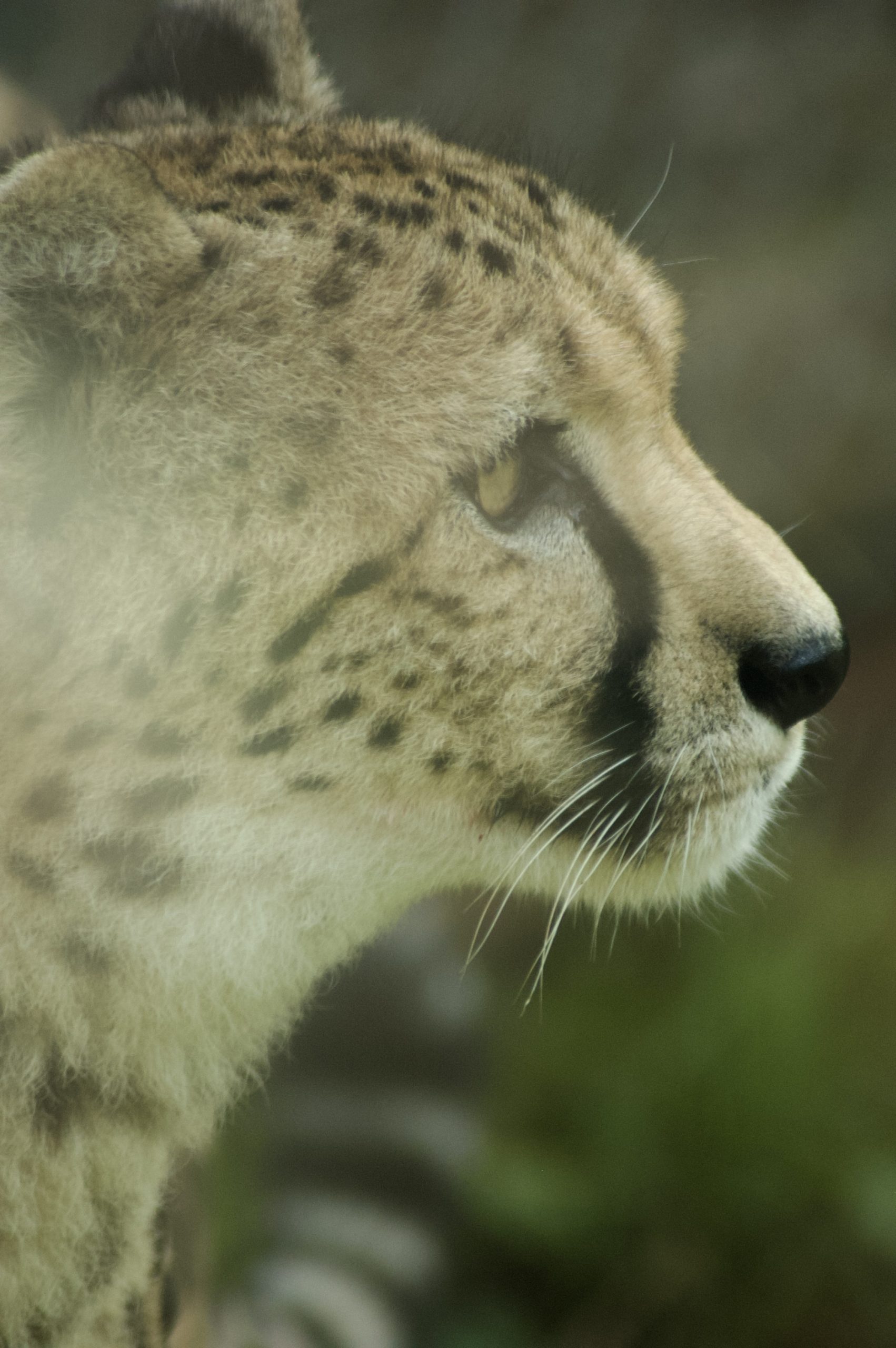 Cheetah