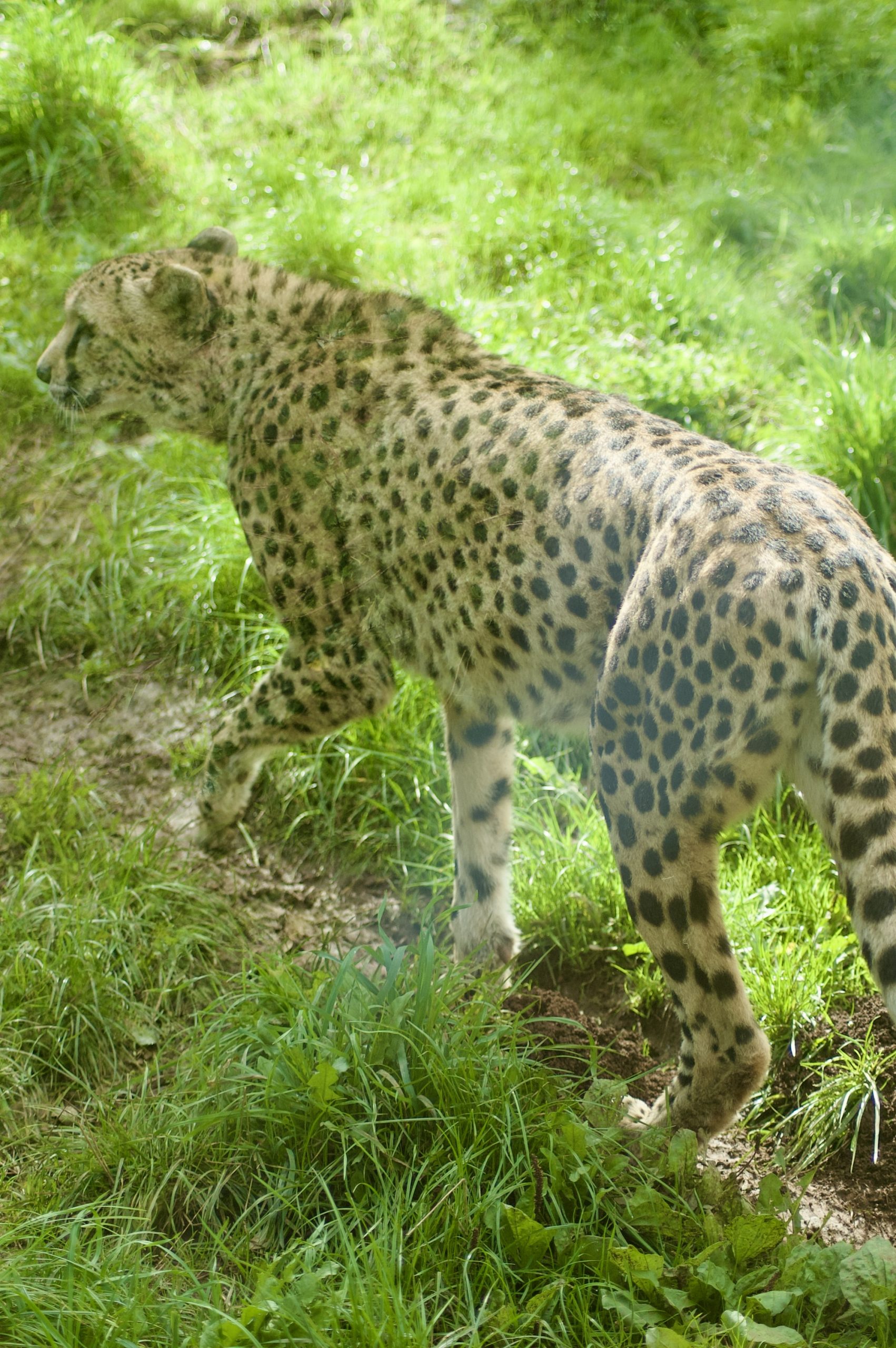 Cheetah