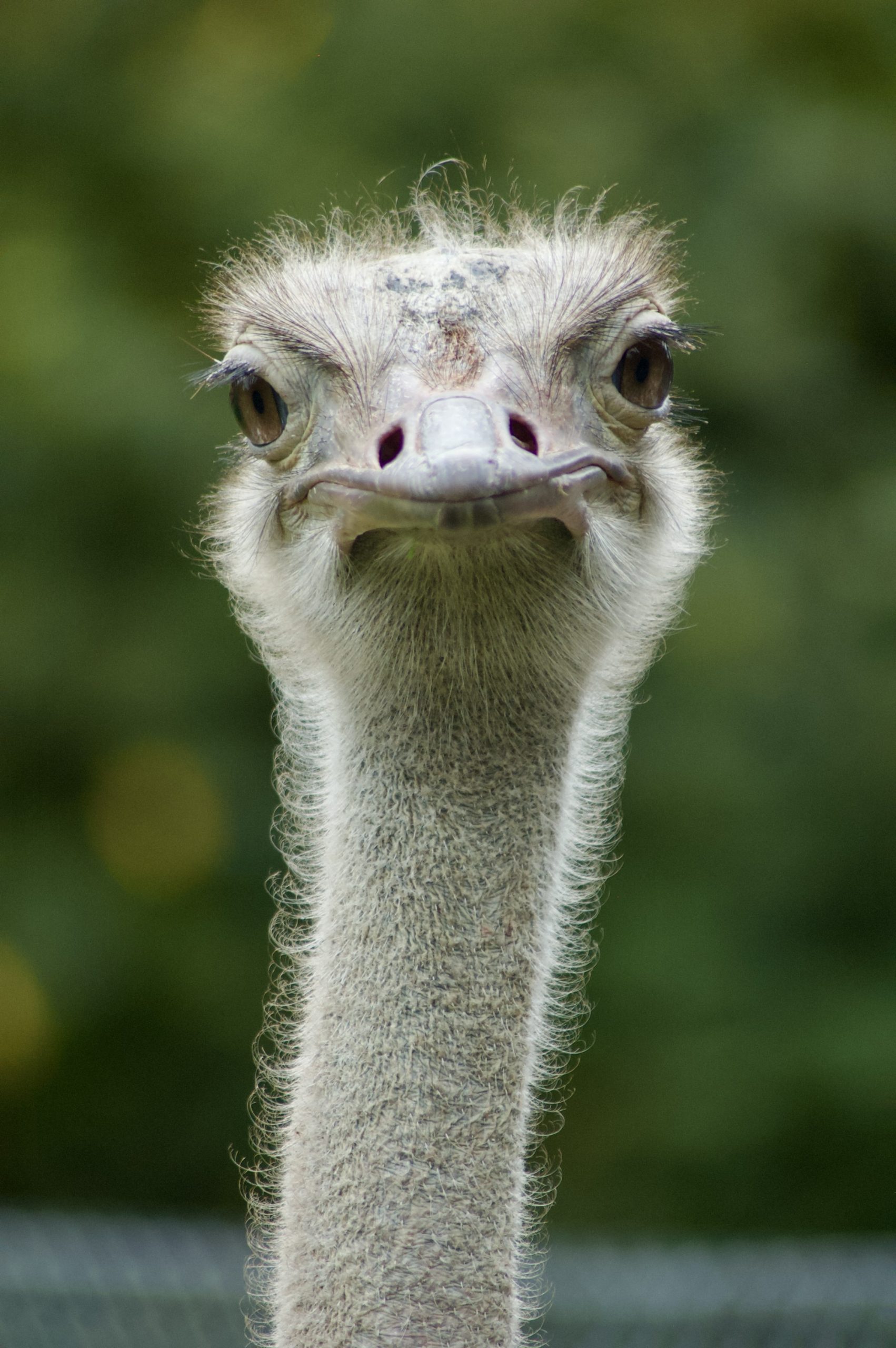 Red-necked Ostrich