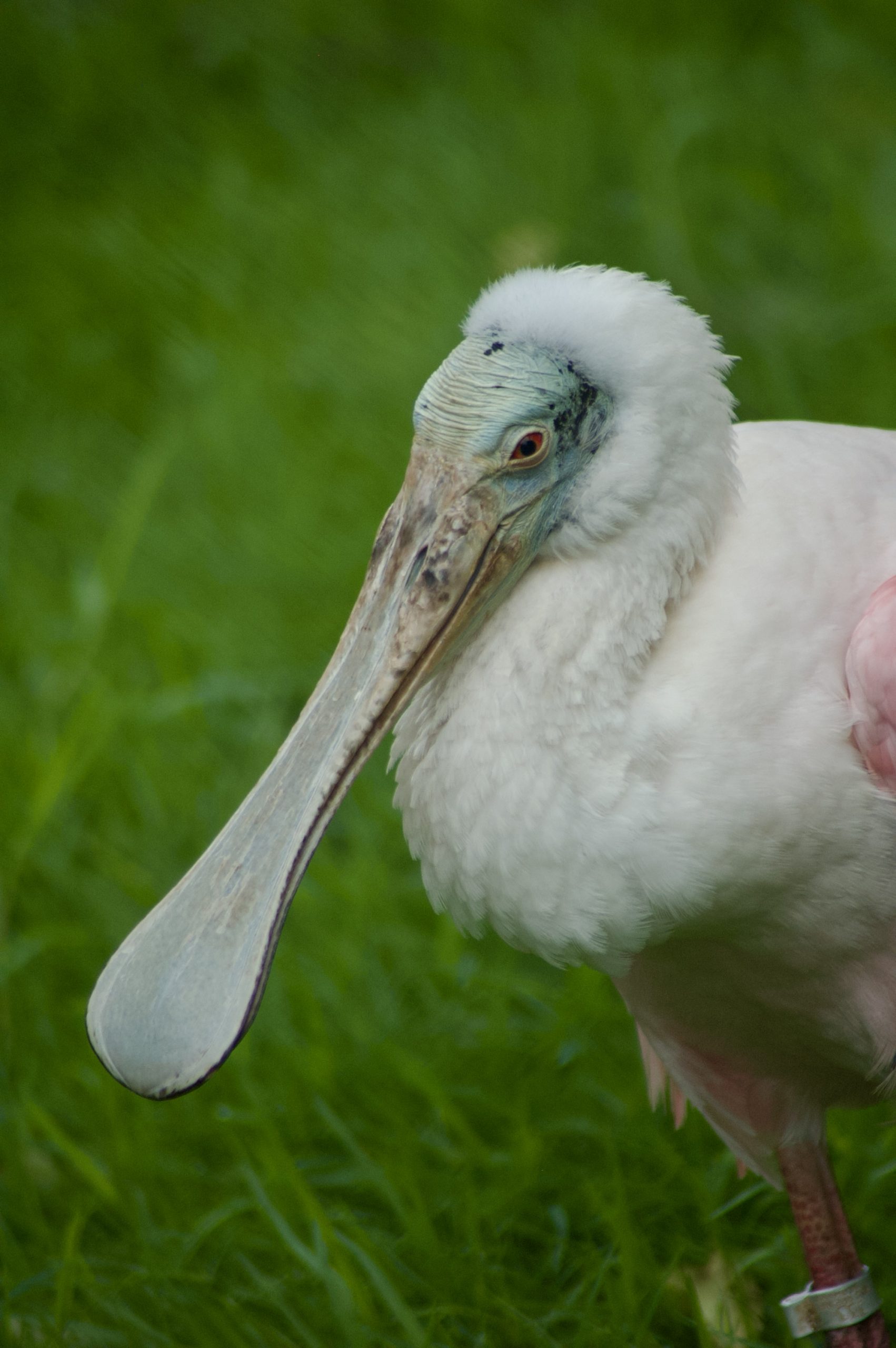 Roseate Spoonbill