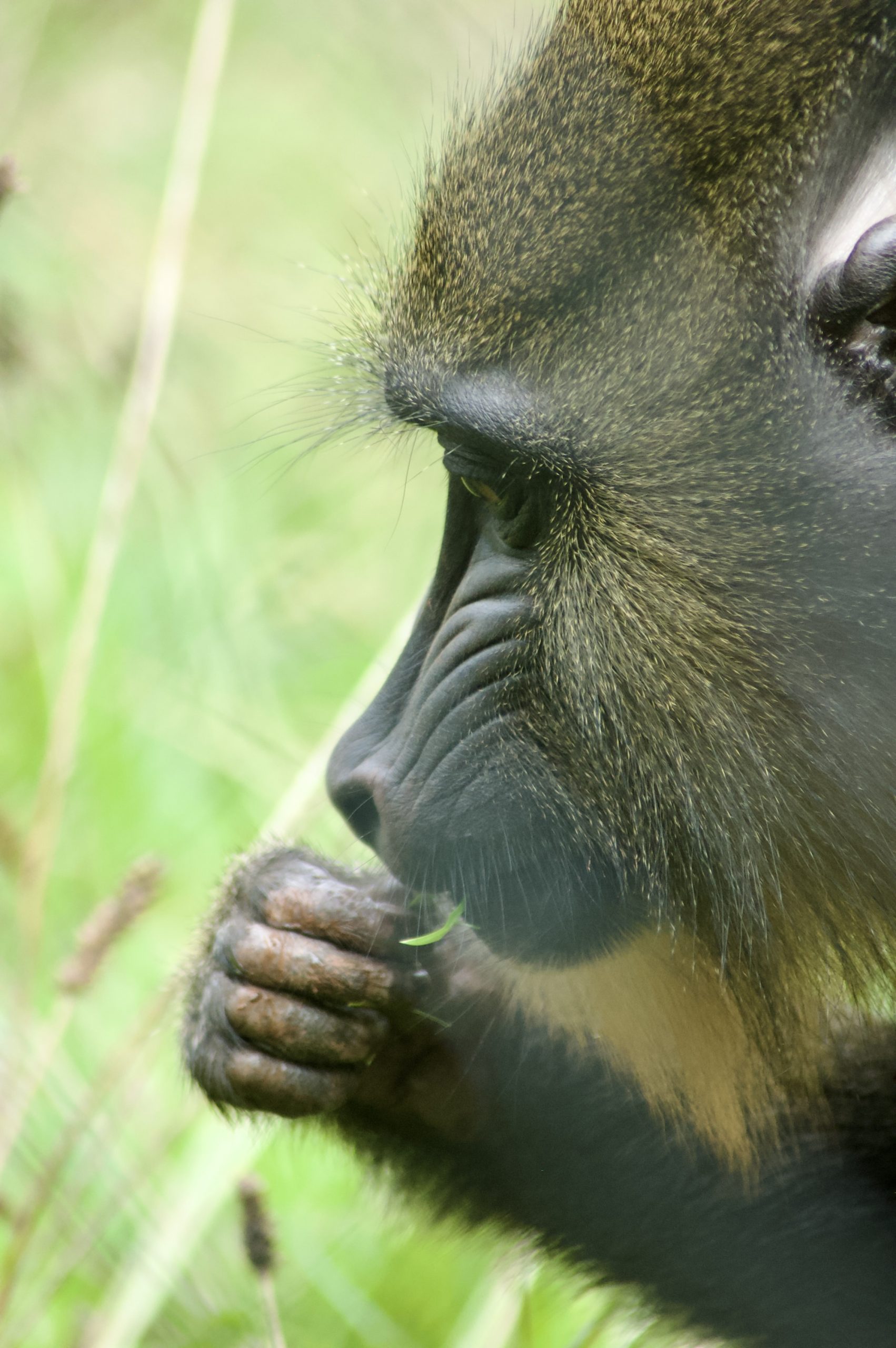 Mandrill feeding