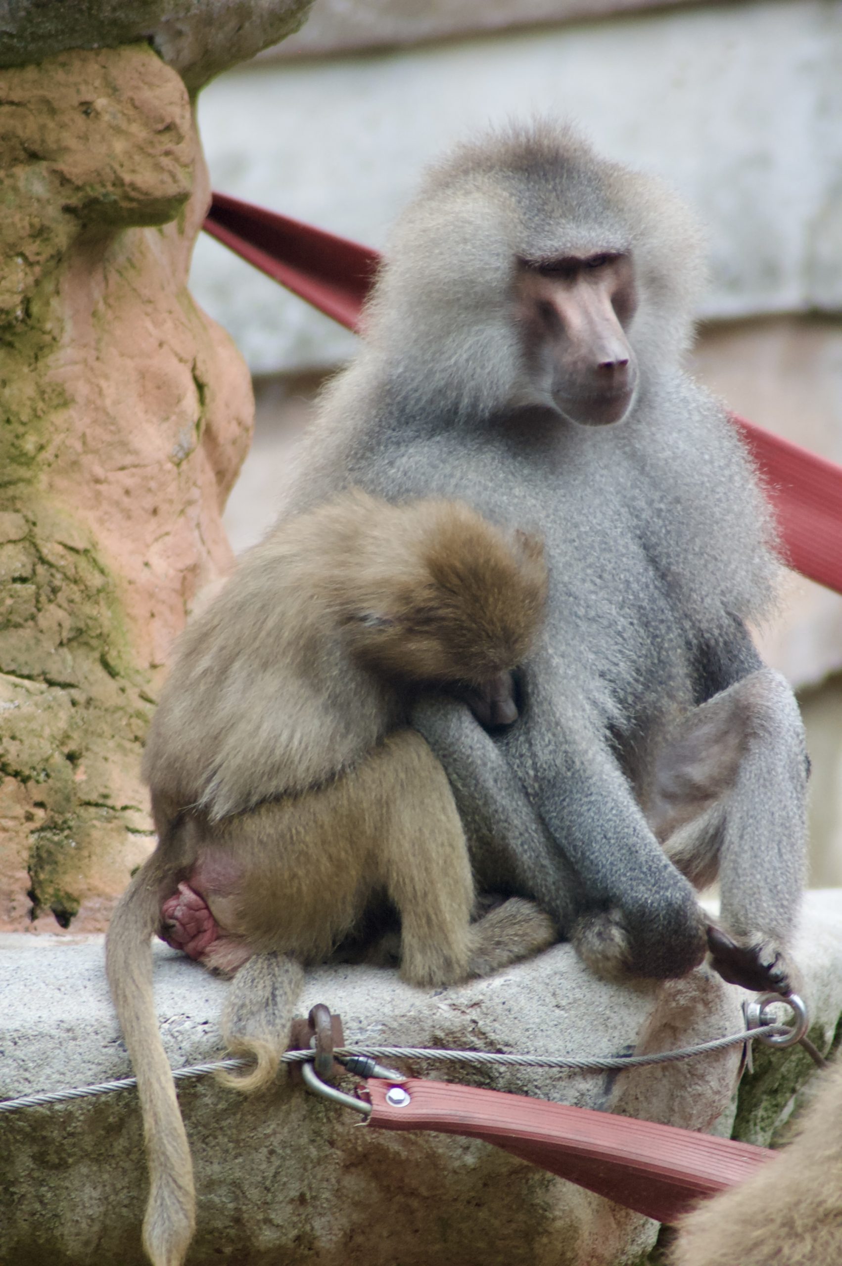 Hamadryas Baboon