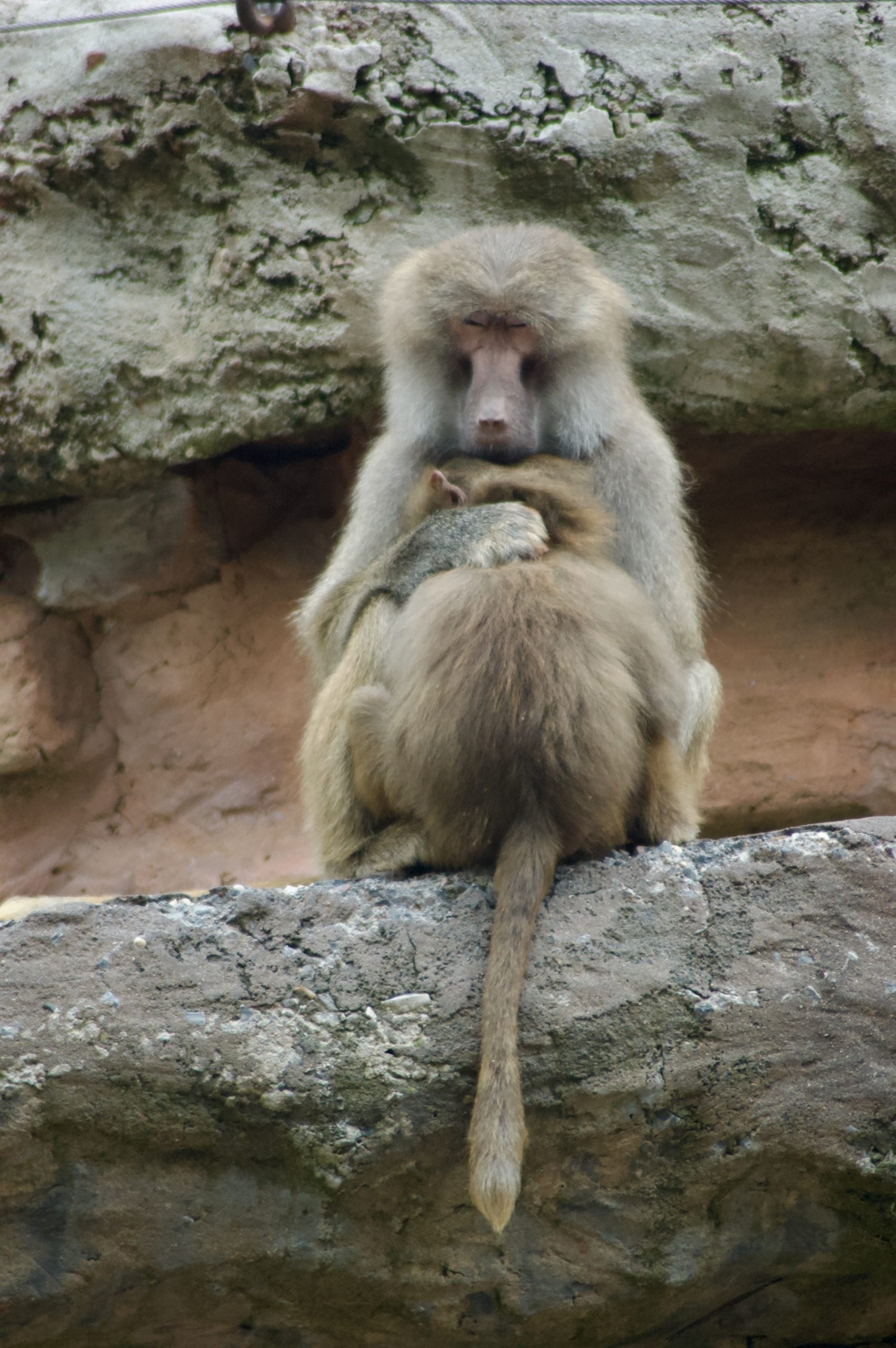 Hamadryas Baboon