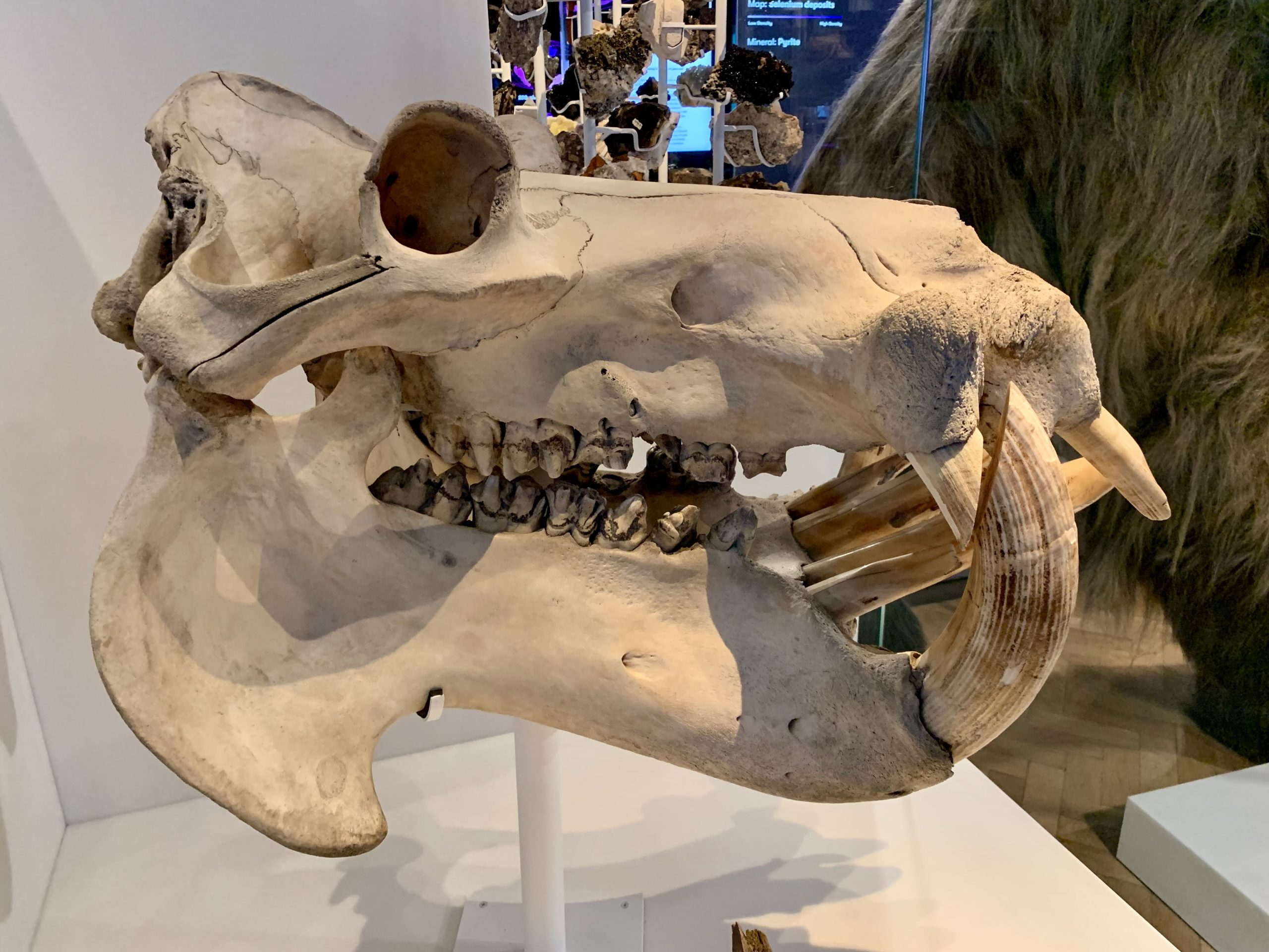 Hippopotamus Skull