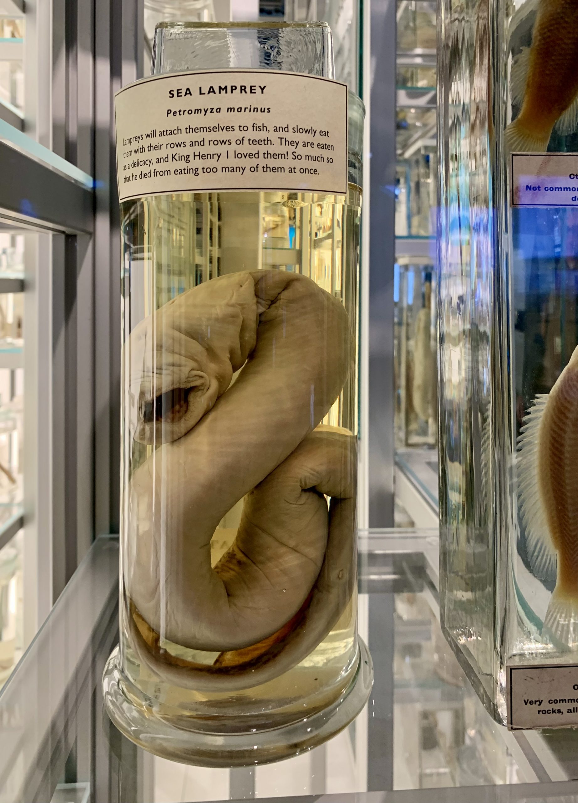 Sea lamprey