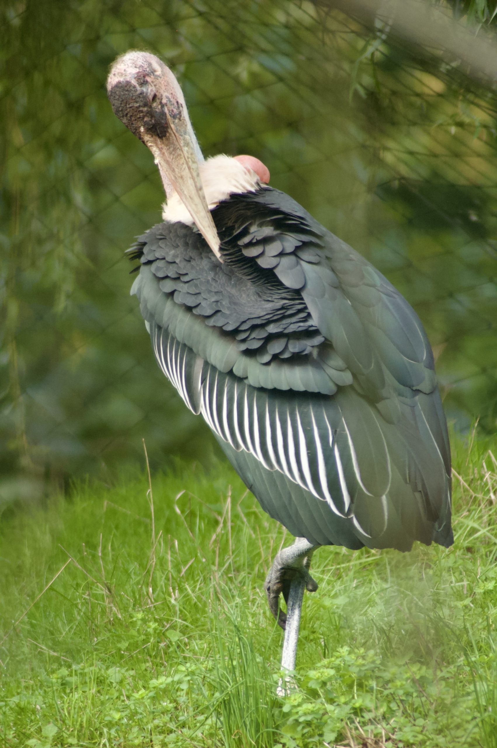 Marabou Stork
