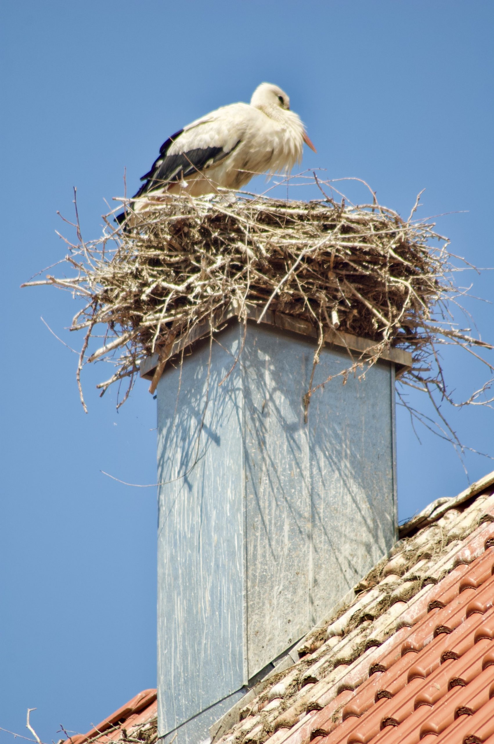 Langenau Stork