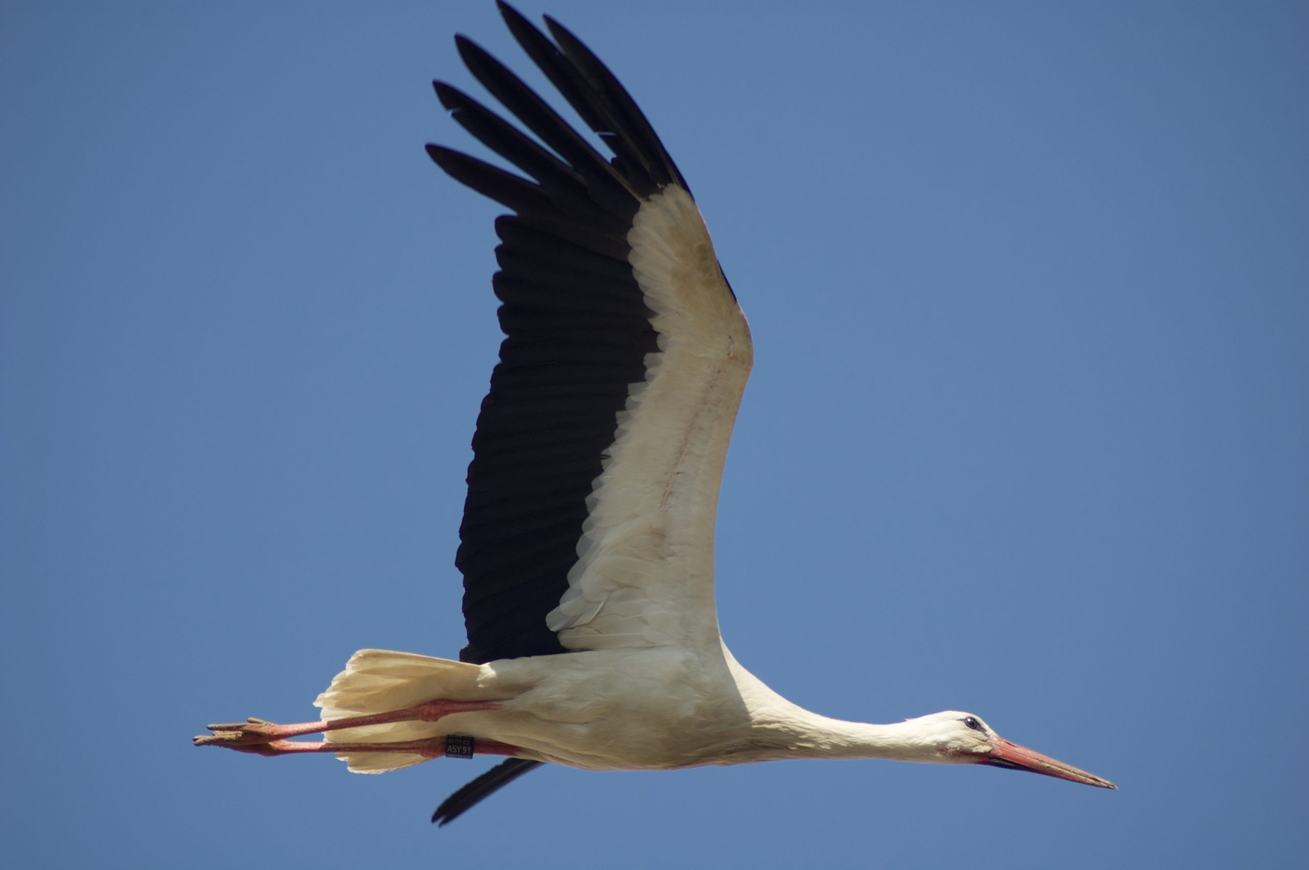 Langenau Stork