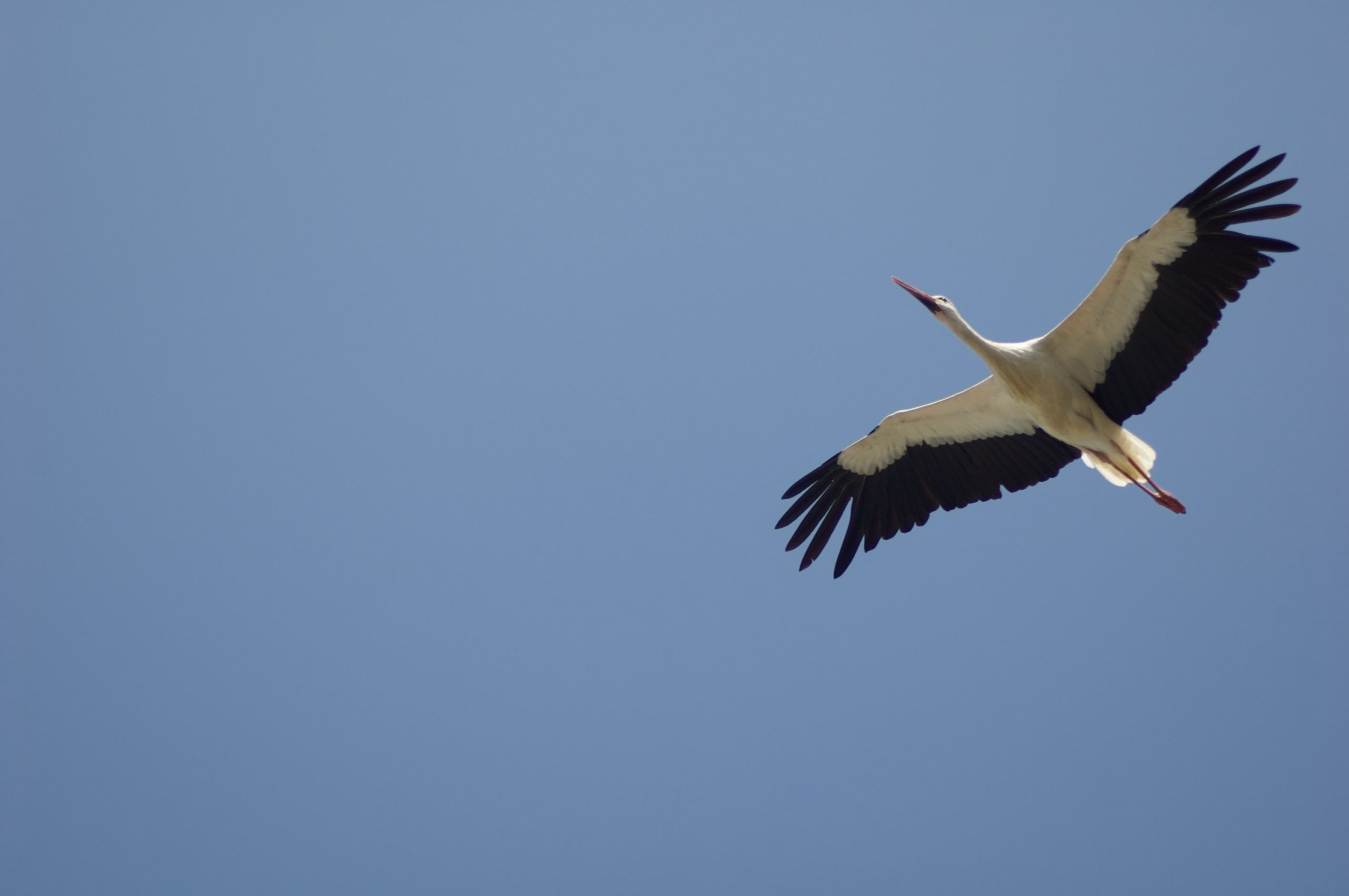 Langenau Stork