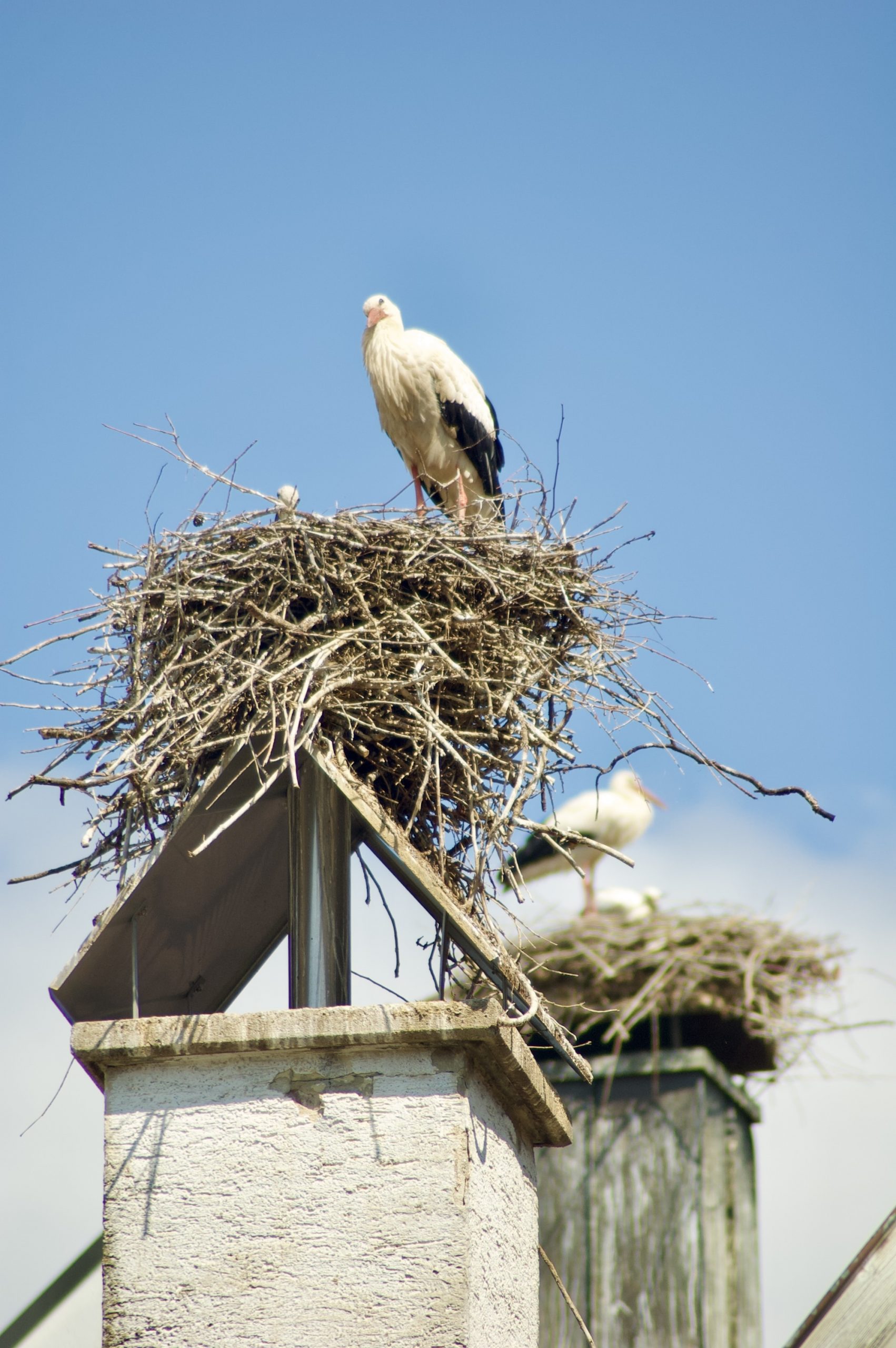Langenau Stork