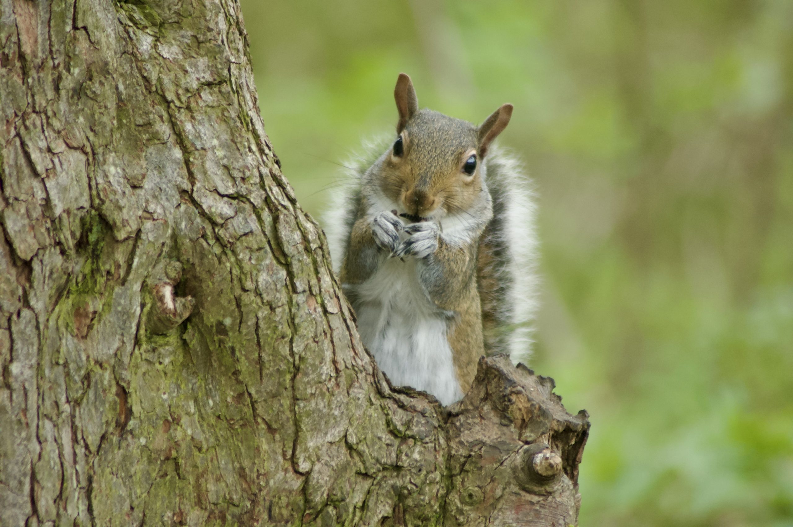 Grey Squirrel