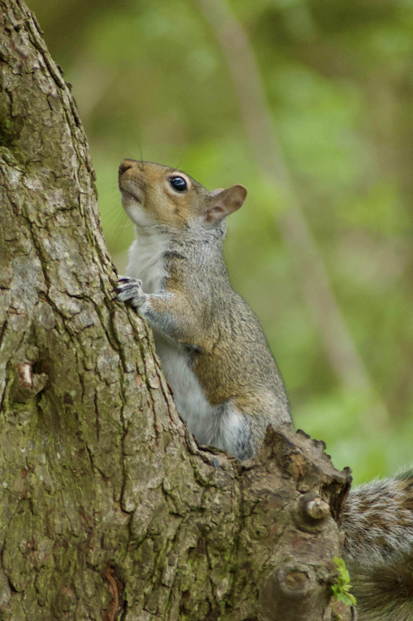 Grey Squirrel