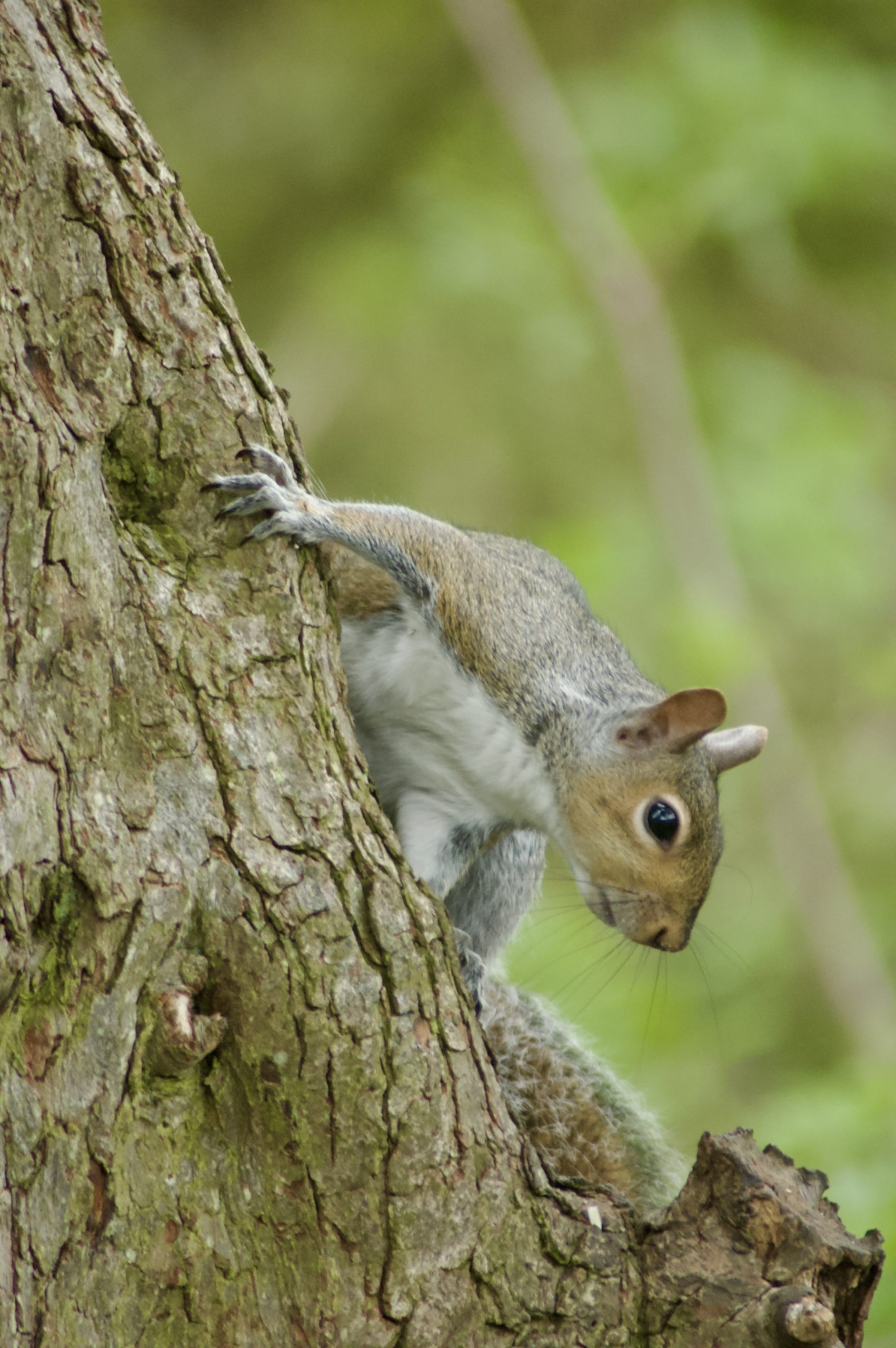 Grey Squirrel