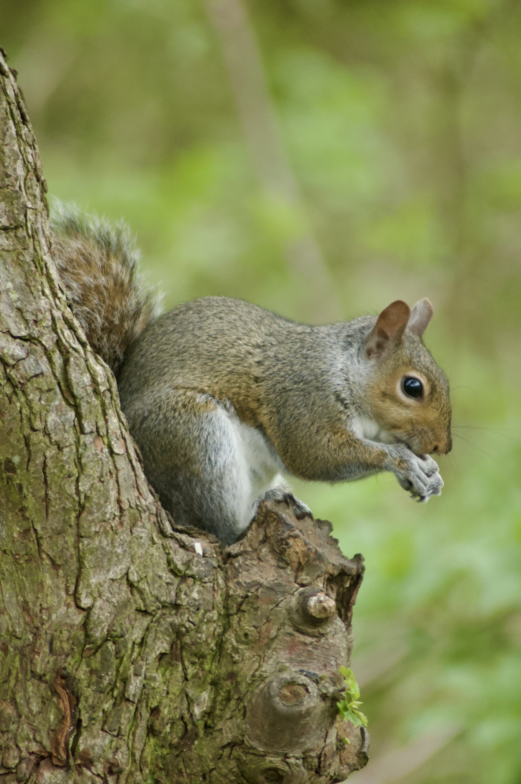 Grey Squirrel