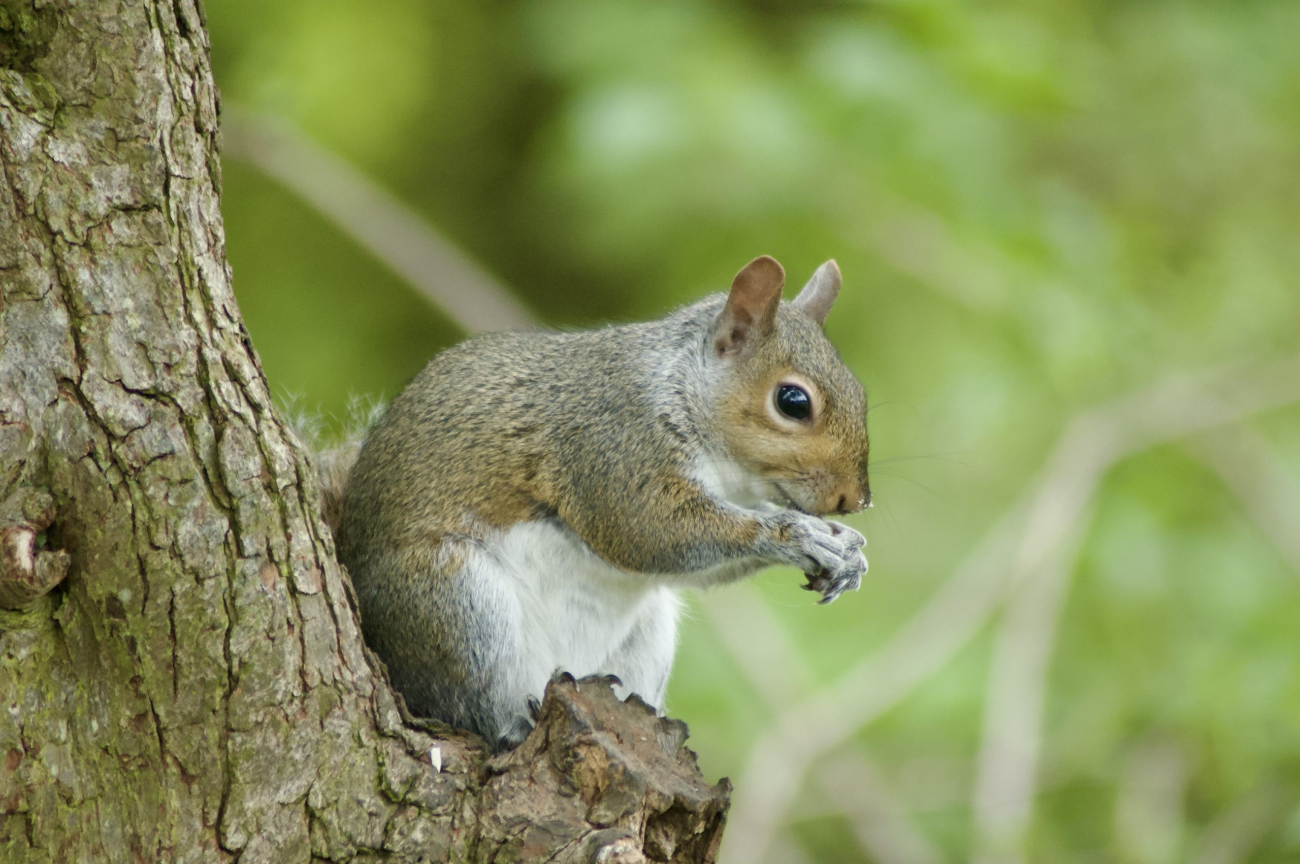 Grey Squirrel