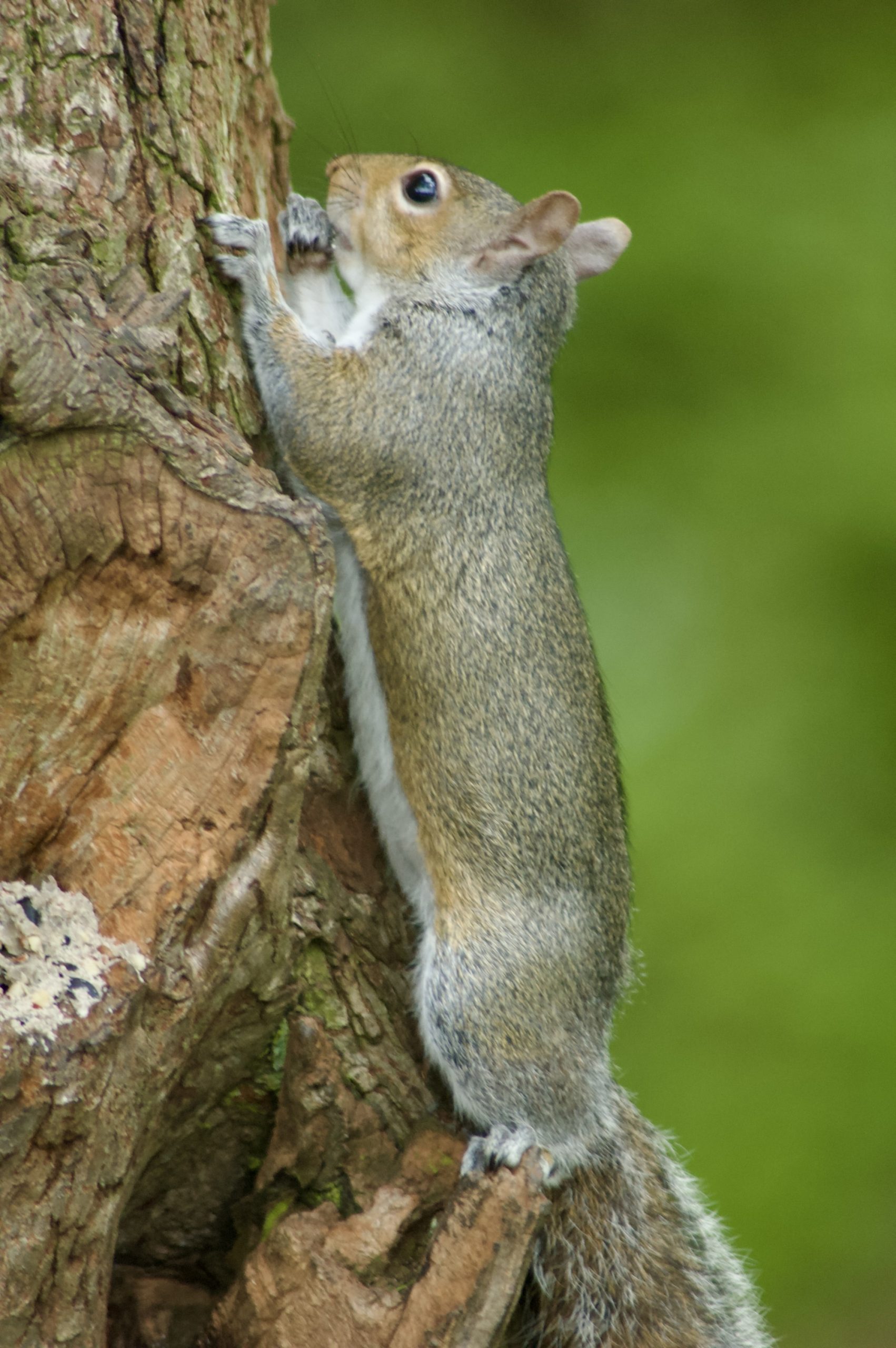 Grey Squirrel