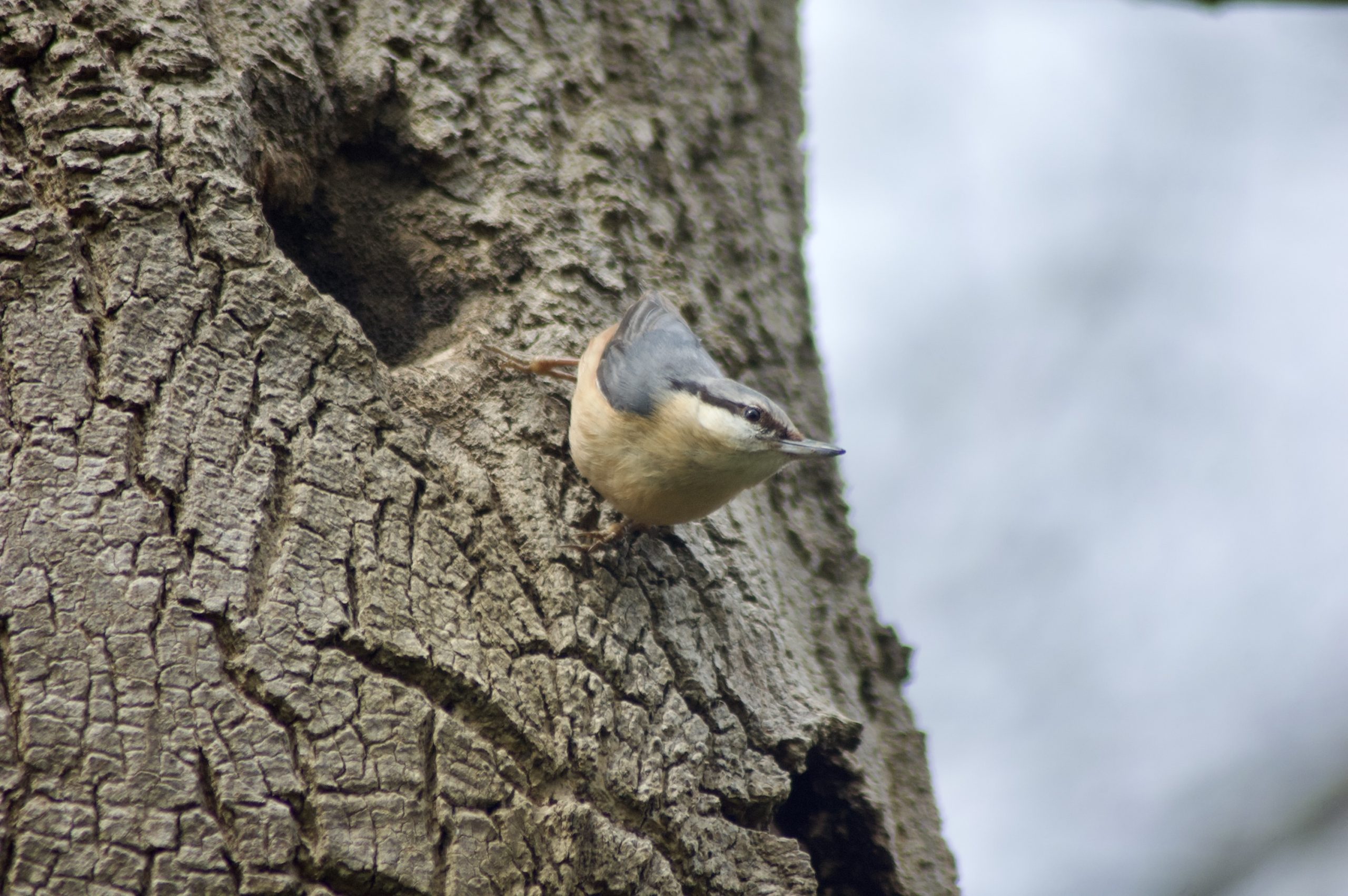 Nuthatch