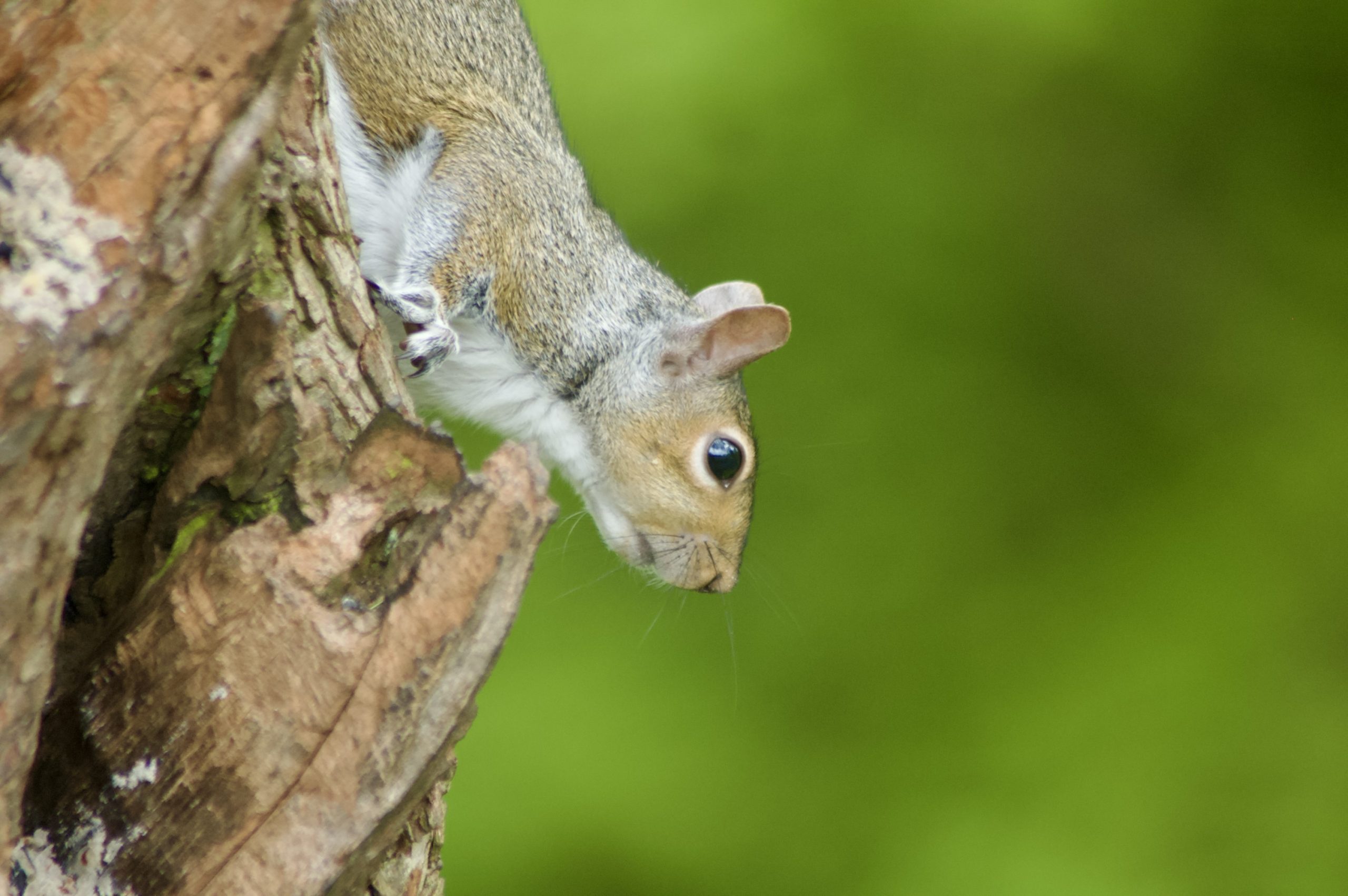 Grey Squirrel
