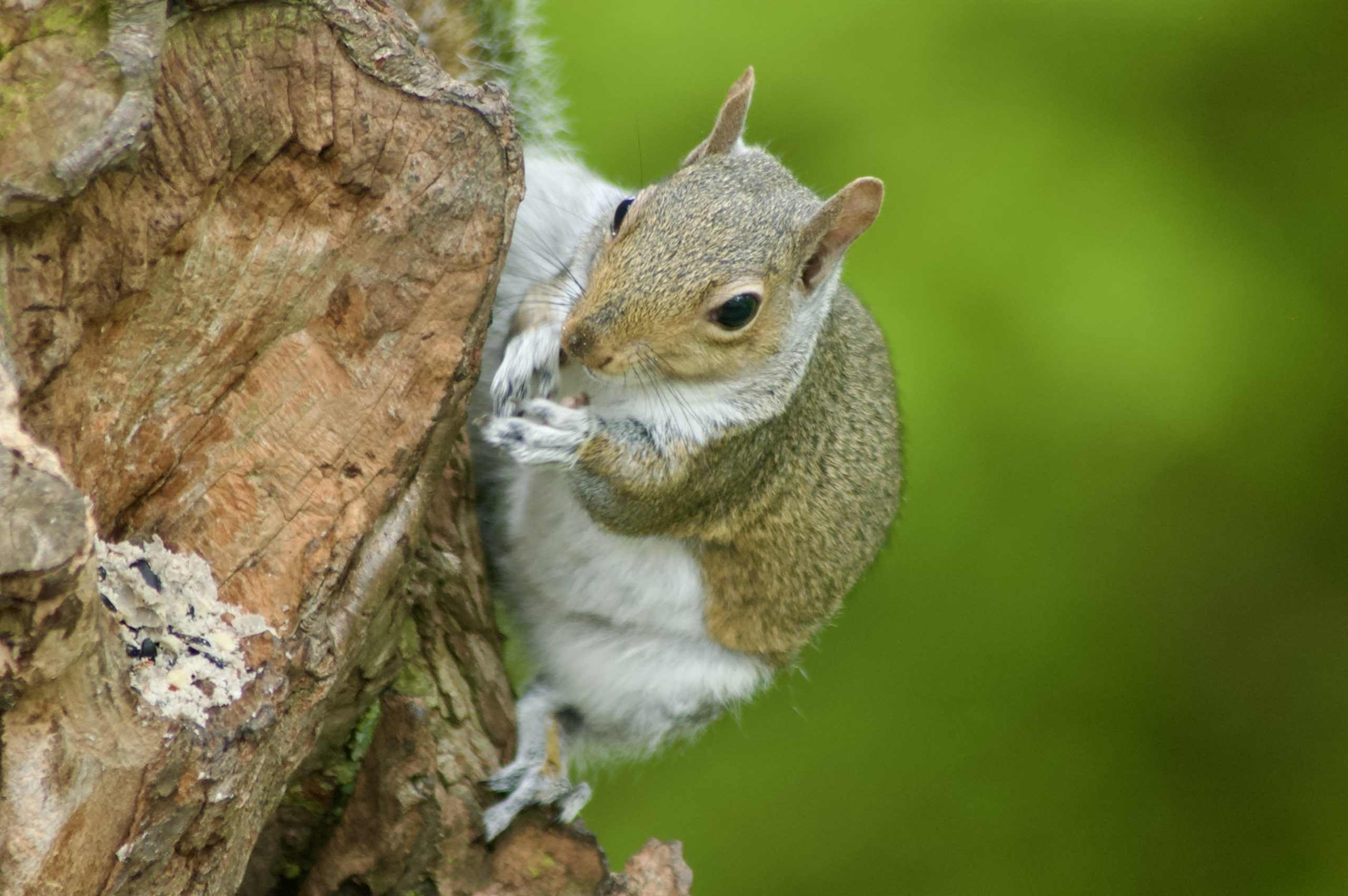 Grey Squirrel
