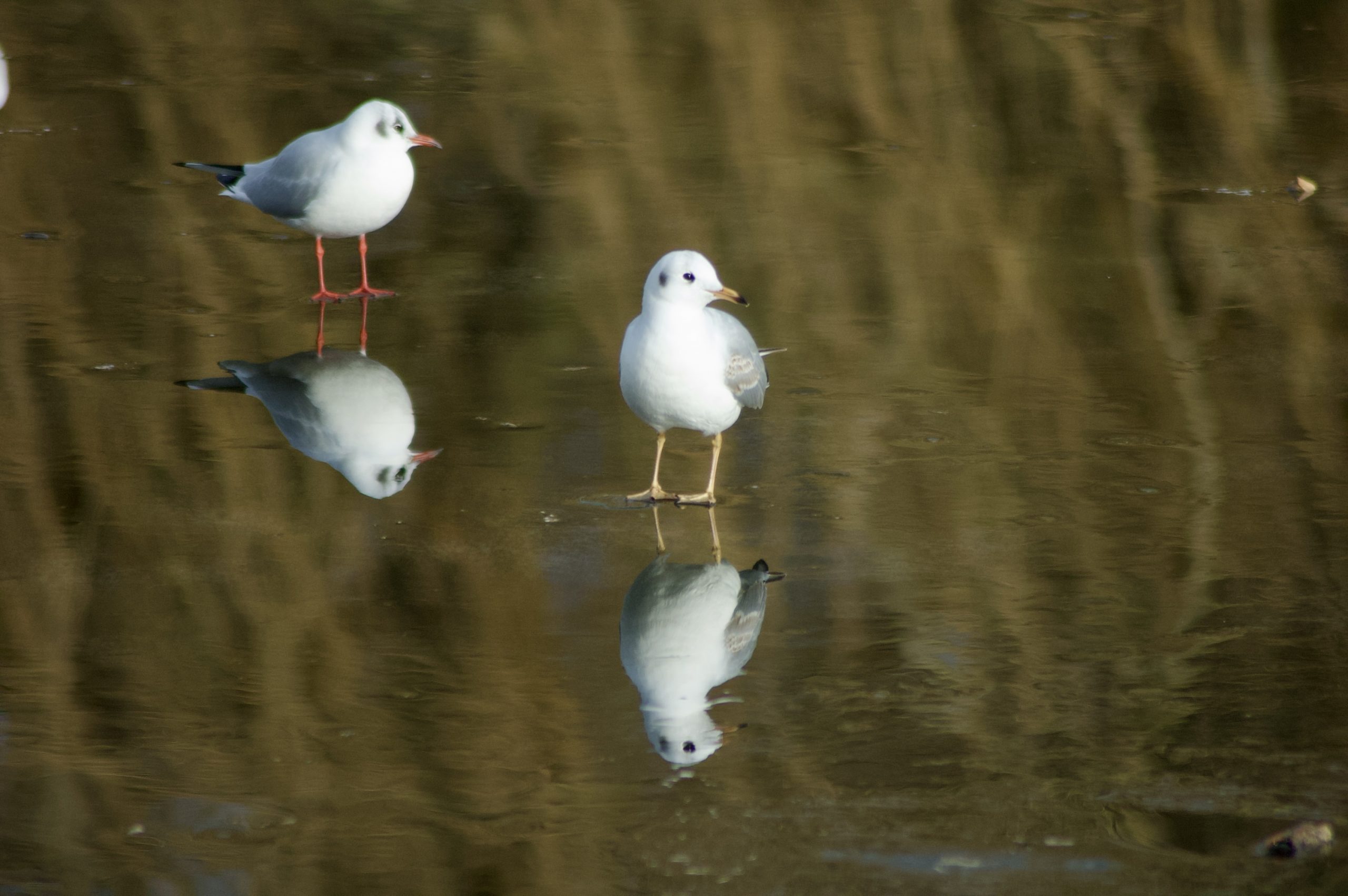 Frozen Gulls