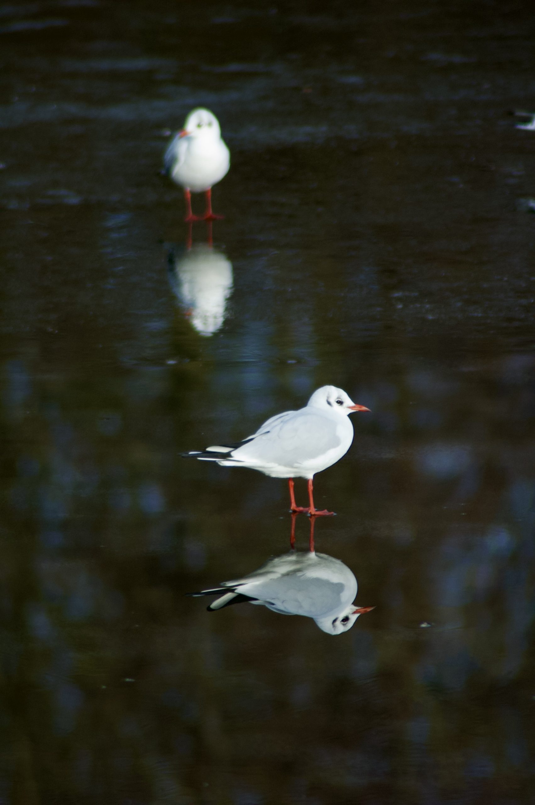 Frozen Gulls