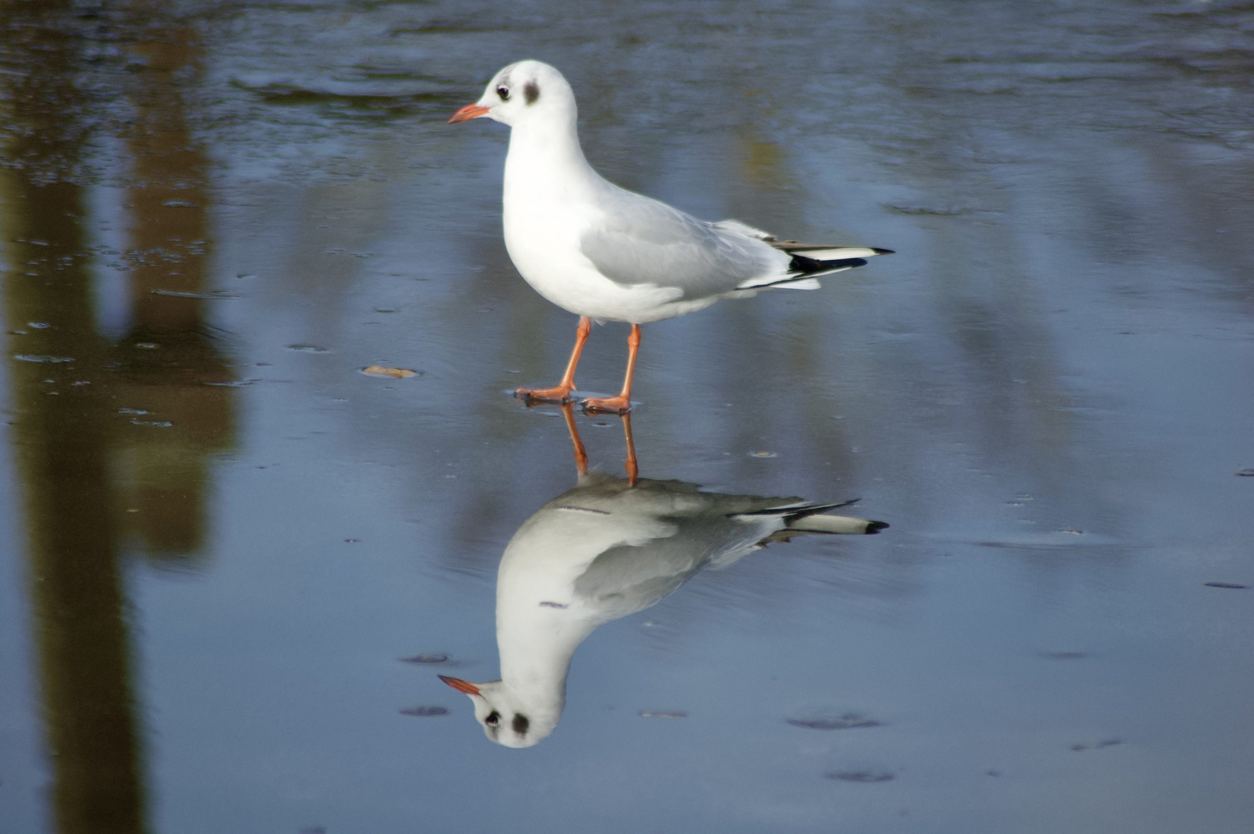 Frozen Gulls