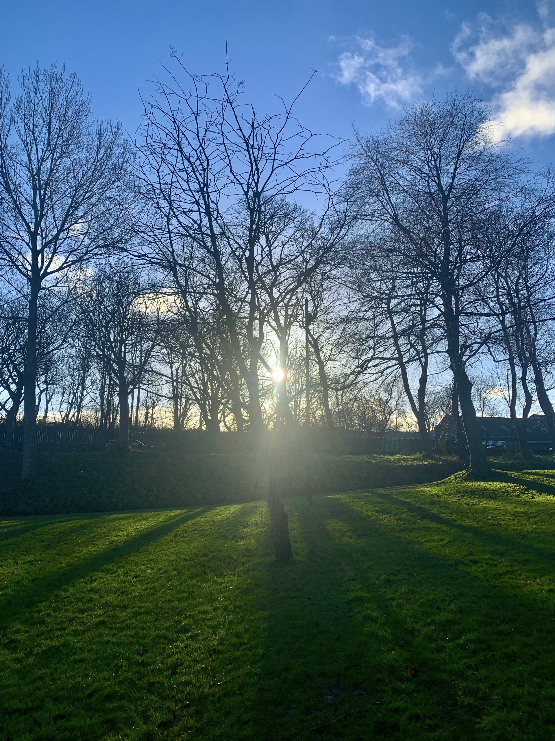 Sunshine through the Trees