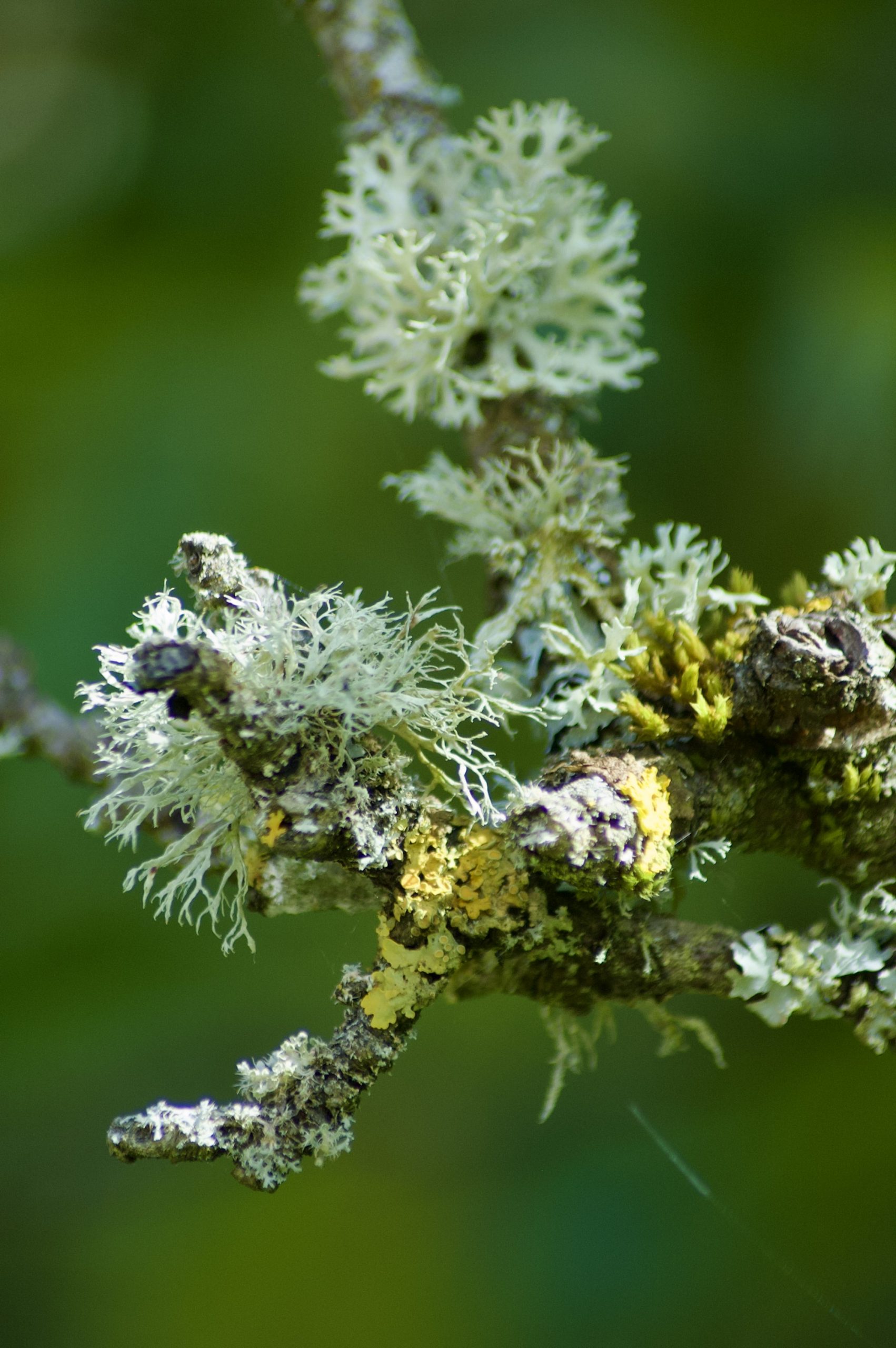 Oakmoss Lichen