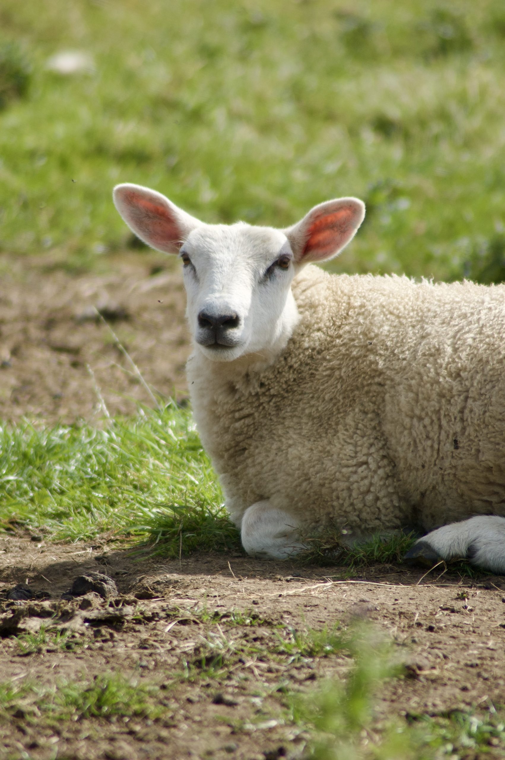 Aydon Sheep