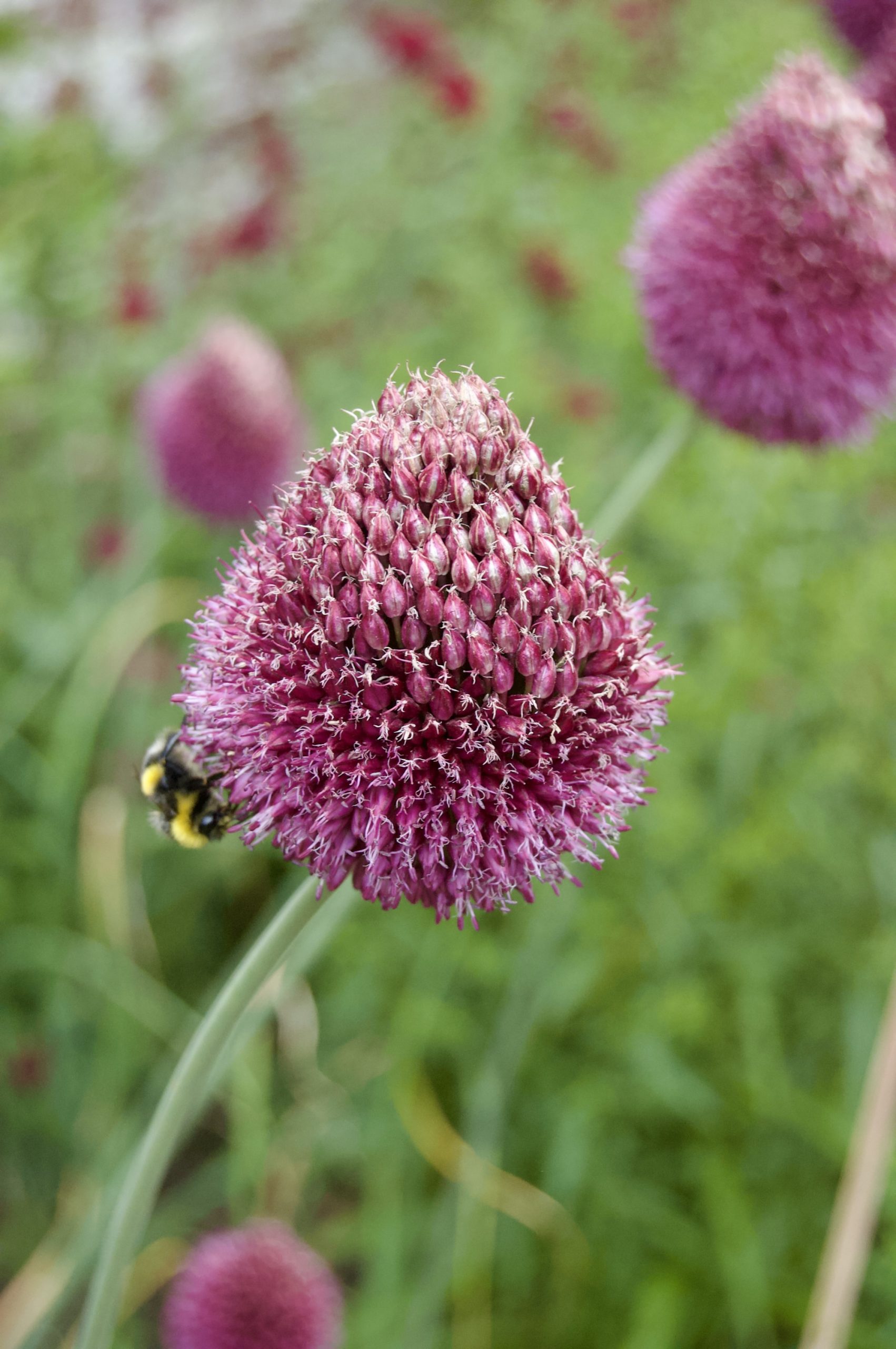 Allium Sphaerocephalon, Wallington Hall
